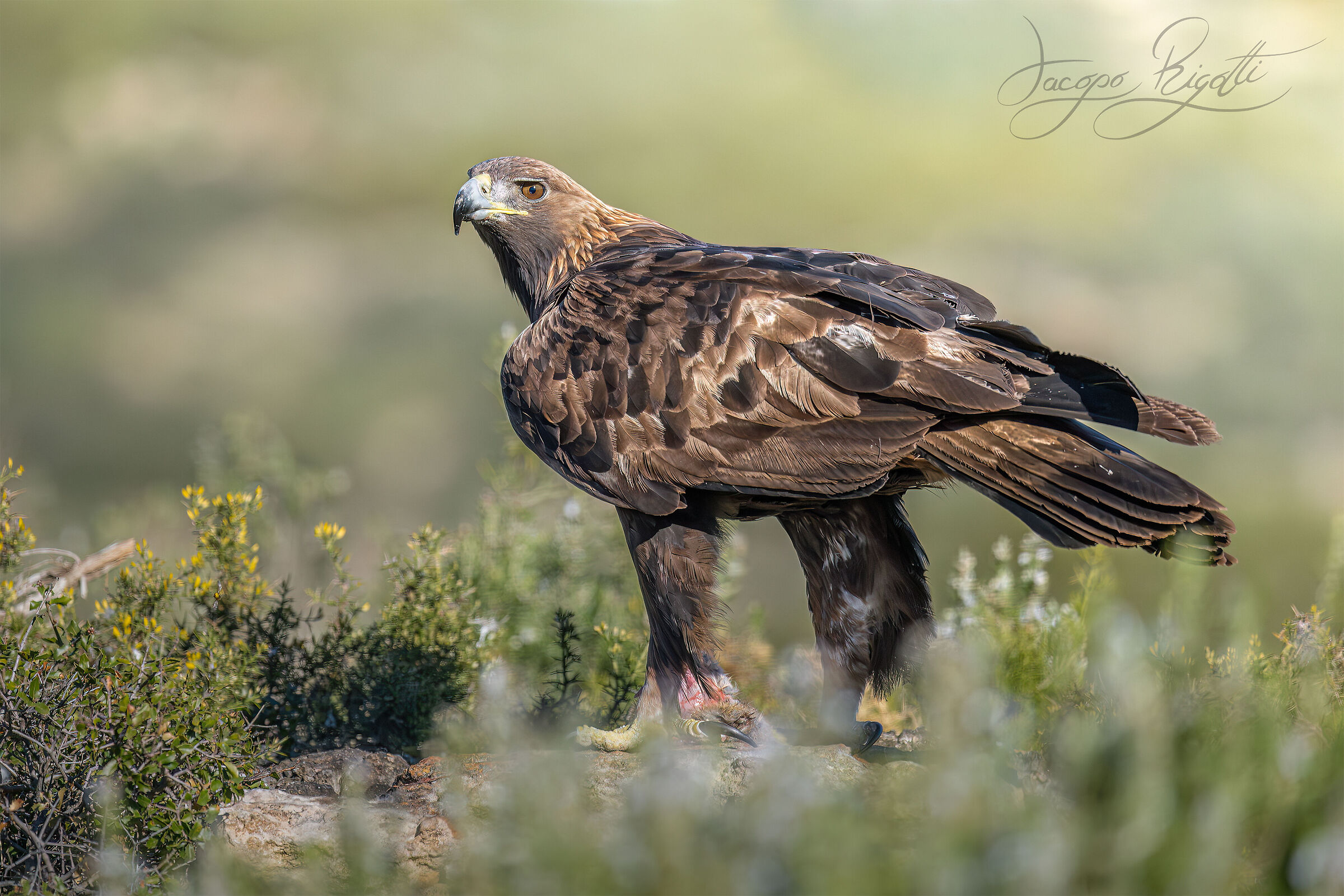 Golden eagle