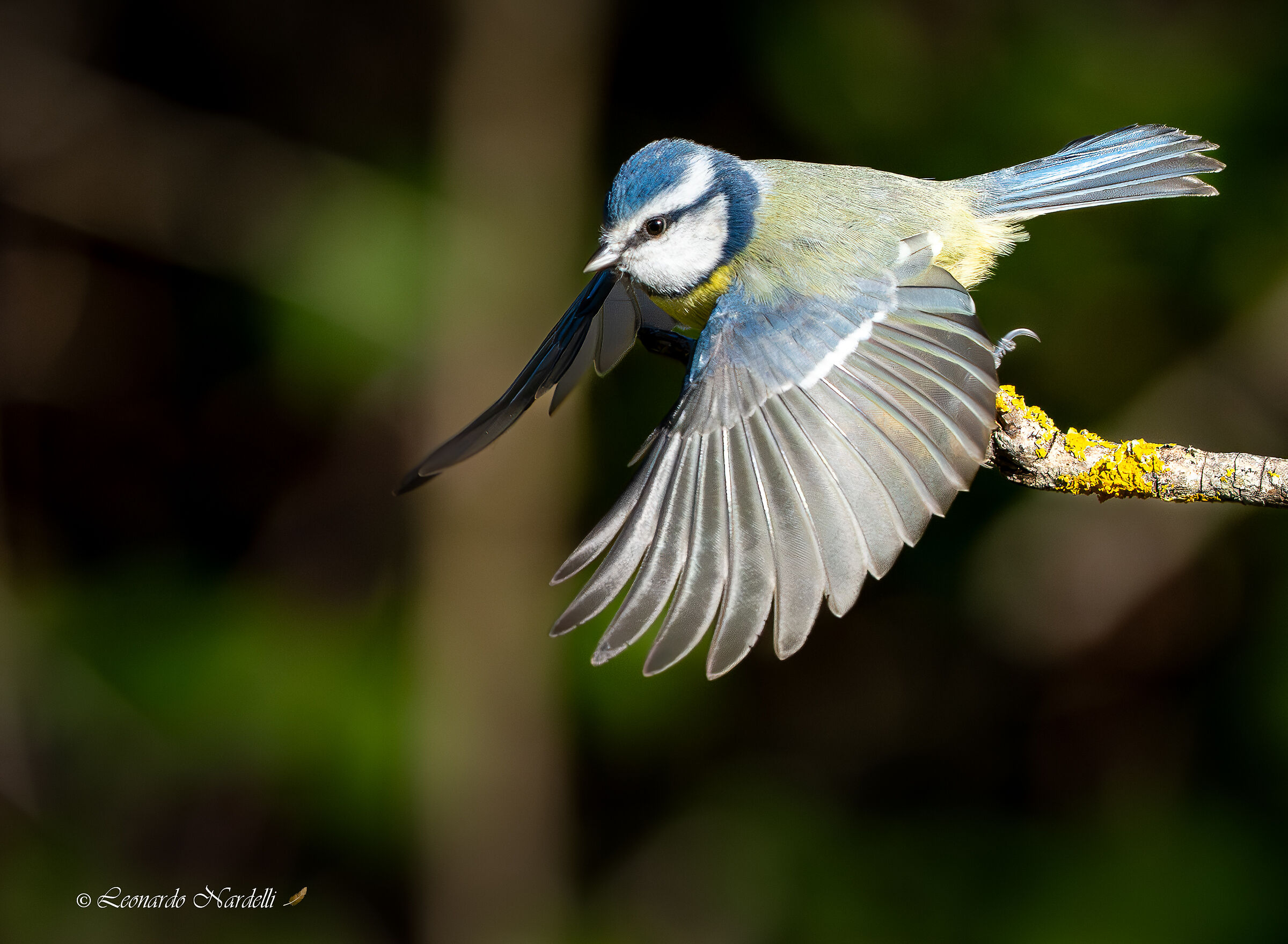 Cinciarella (Parus caeruleus)