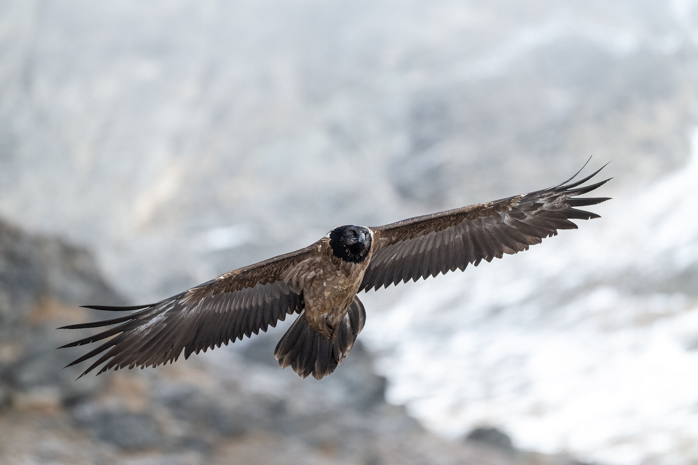 Immature bearded vulture