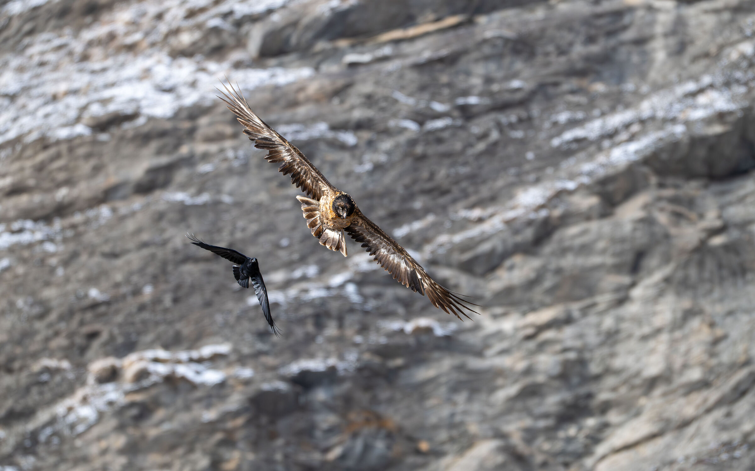 Immature bearded vulture