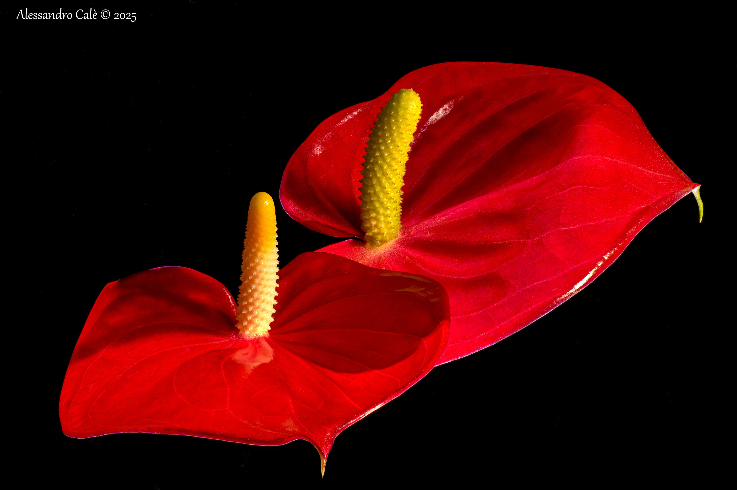 Anthurium FS 5478_95