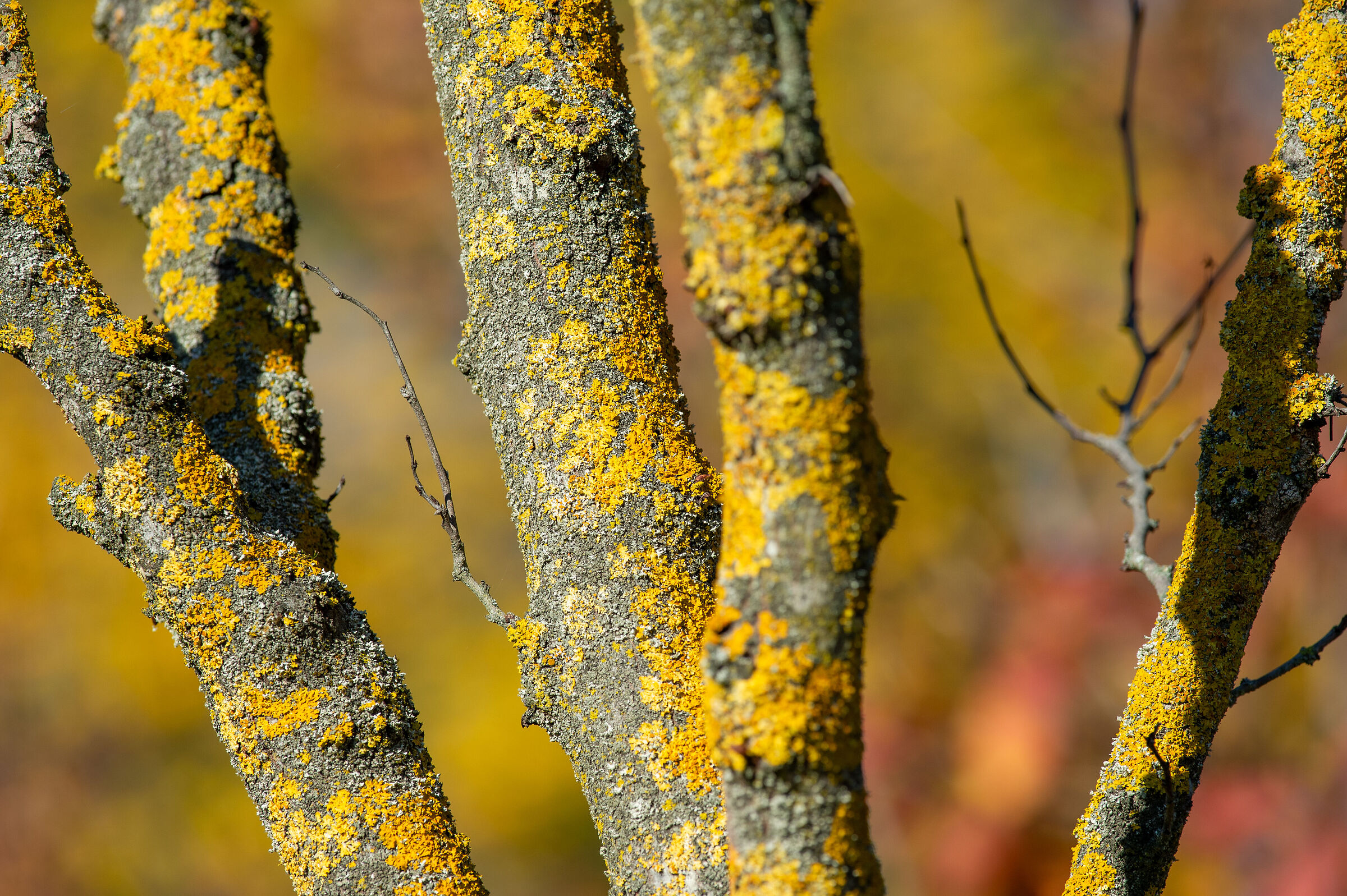 Abbadia di Fiastra fine autunno