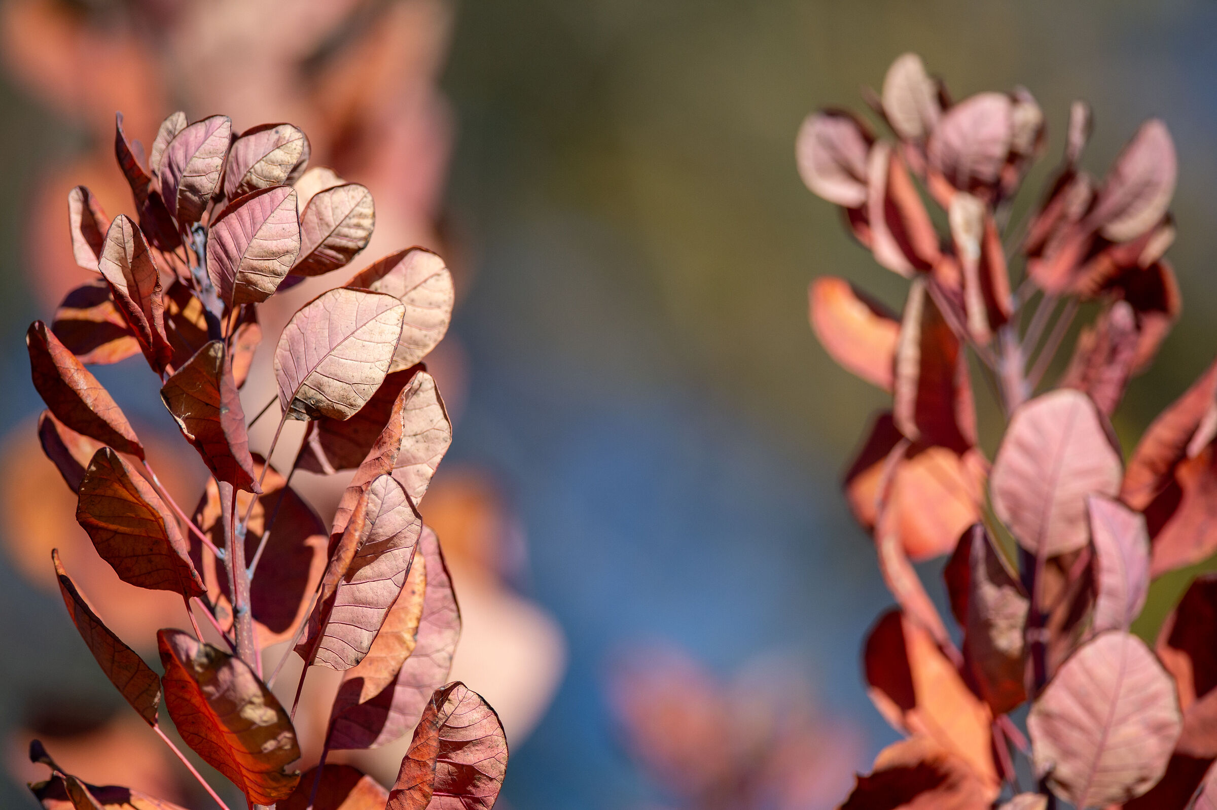 Abbadia di Fiastra fine autunno