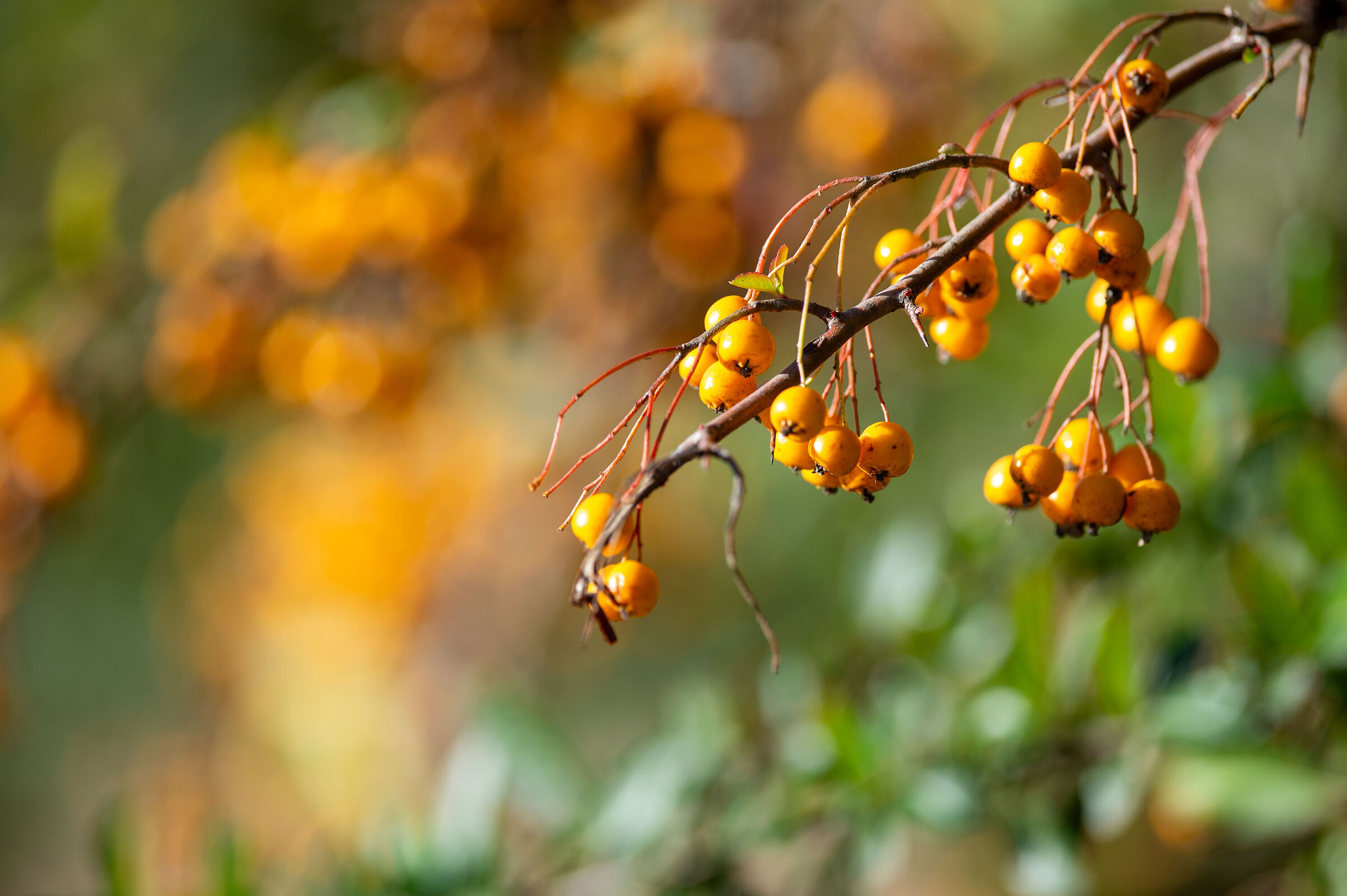 Abbadia di Fiastra fine autunno