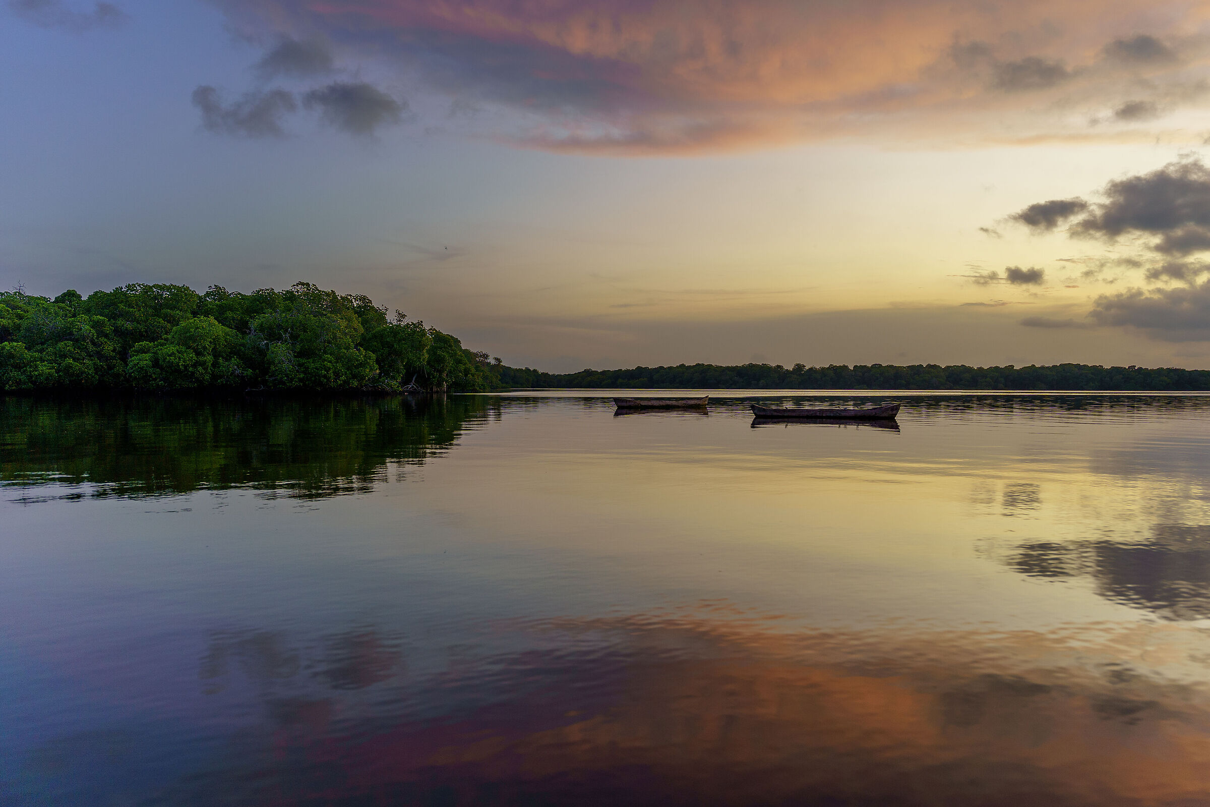 Sunset in the mangrove forest at Mida Creek