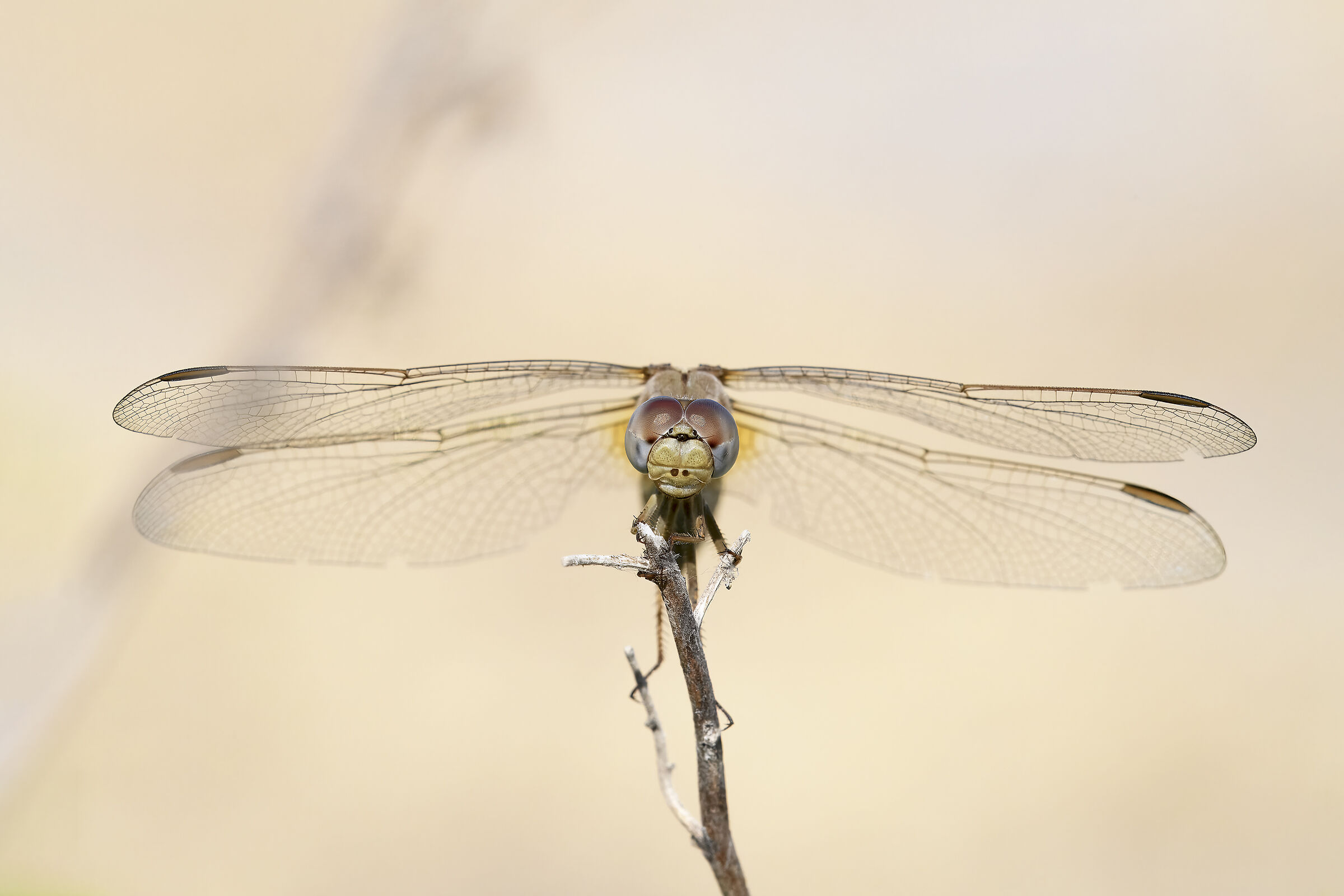 Libellula