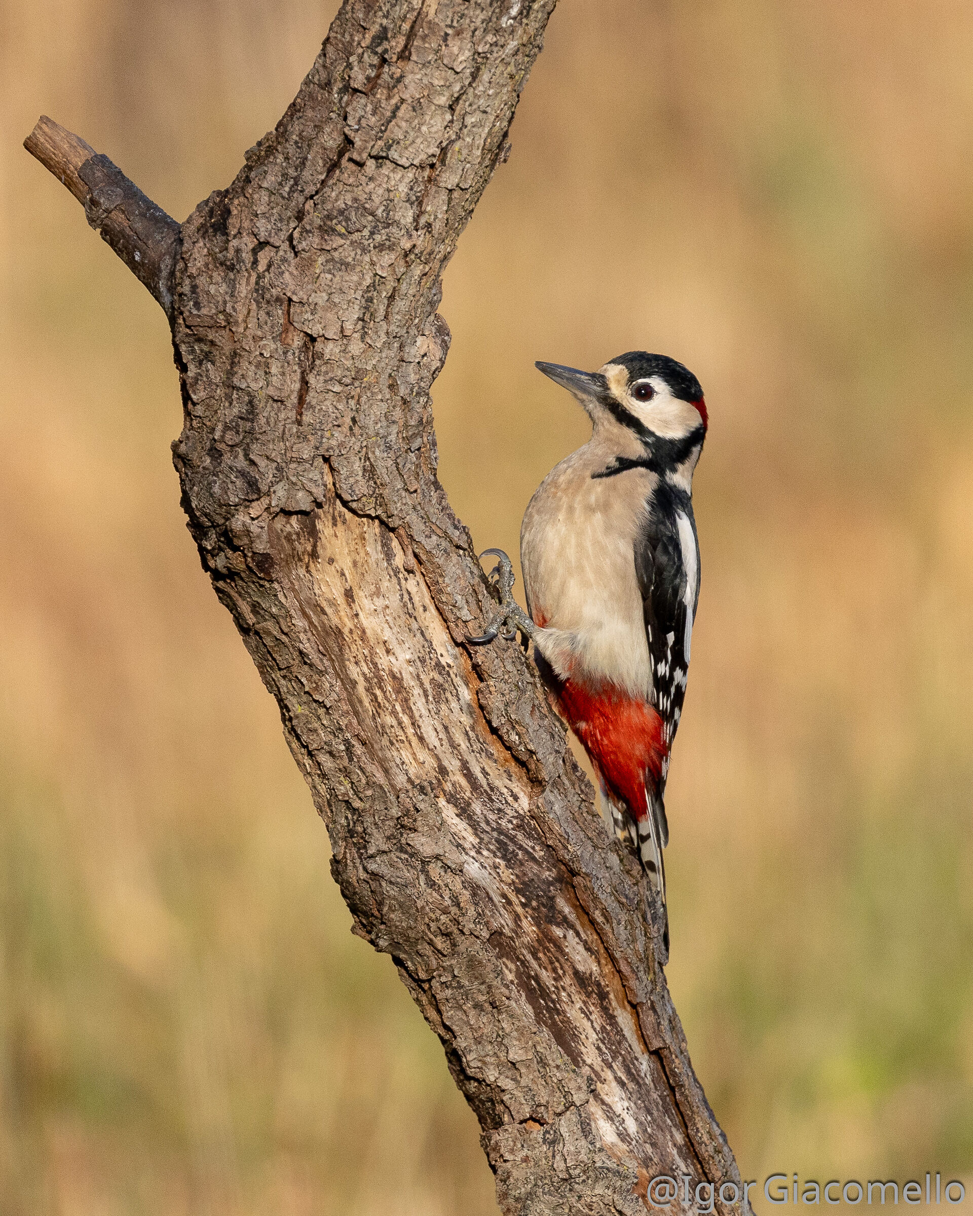 Great Spotted Woodpecker