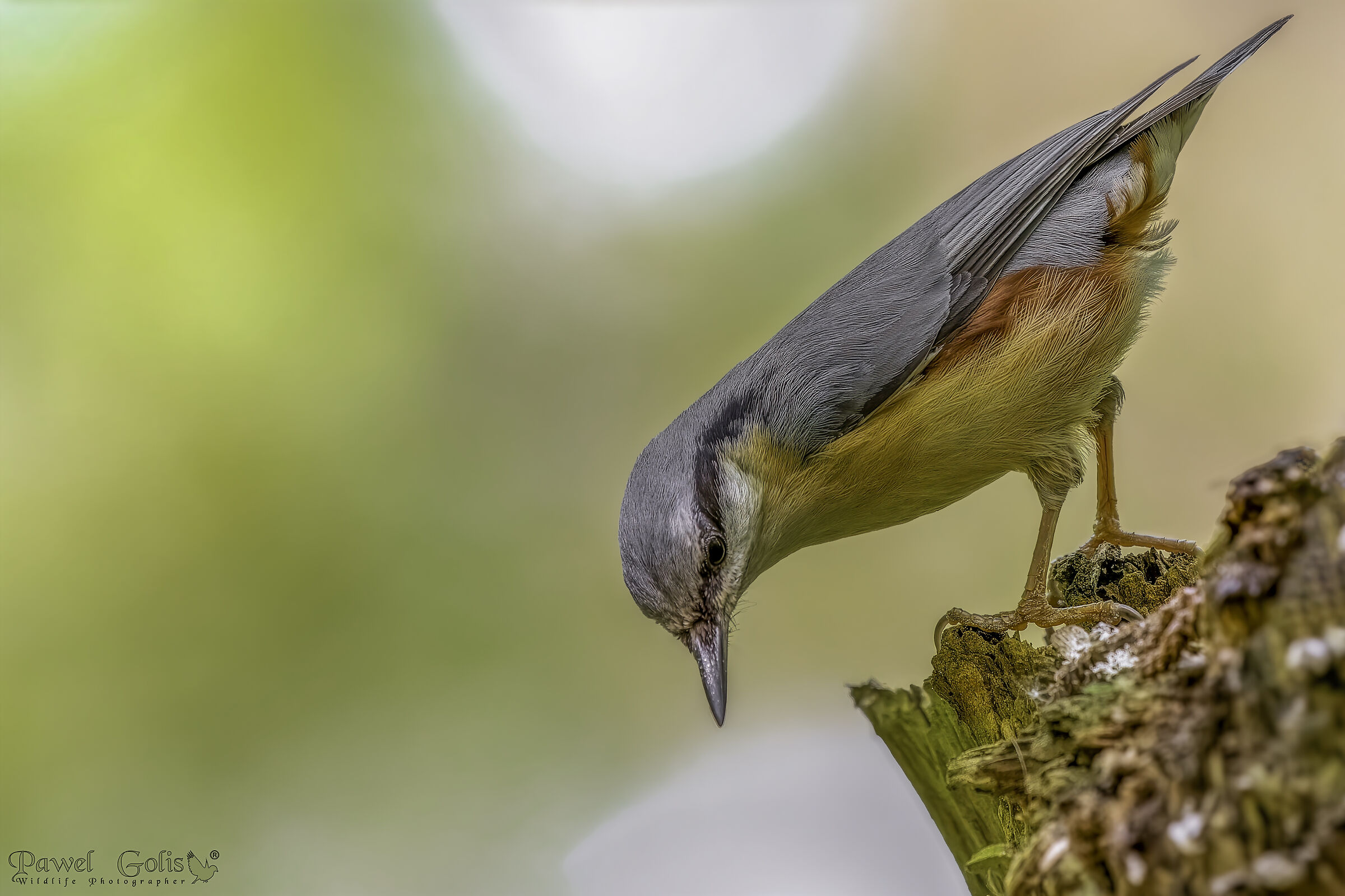 Nuthatch (Sitta europaea)