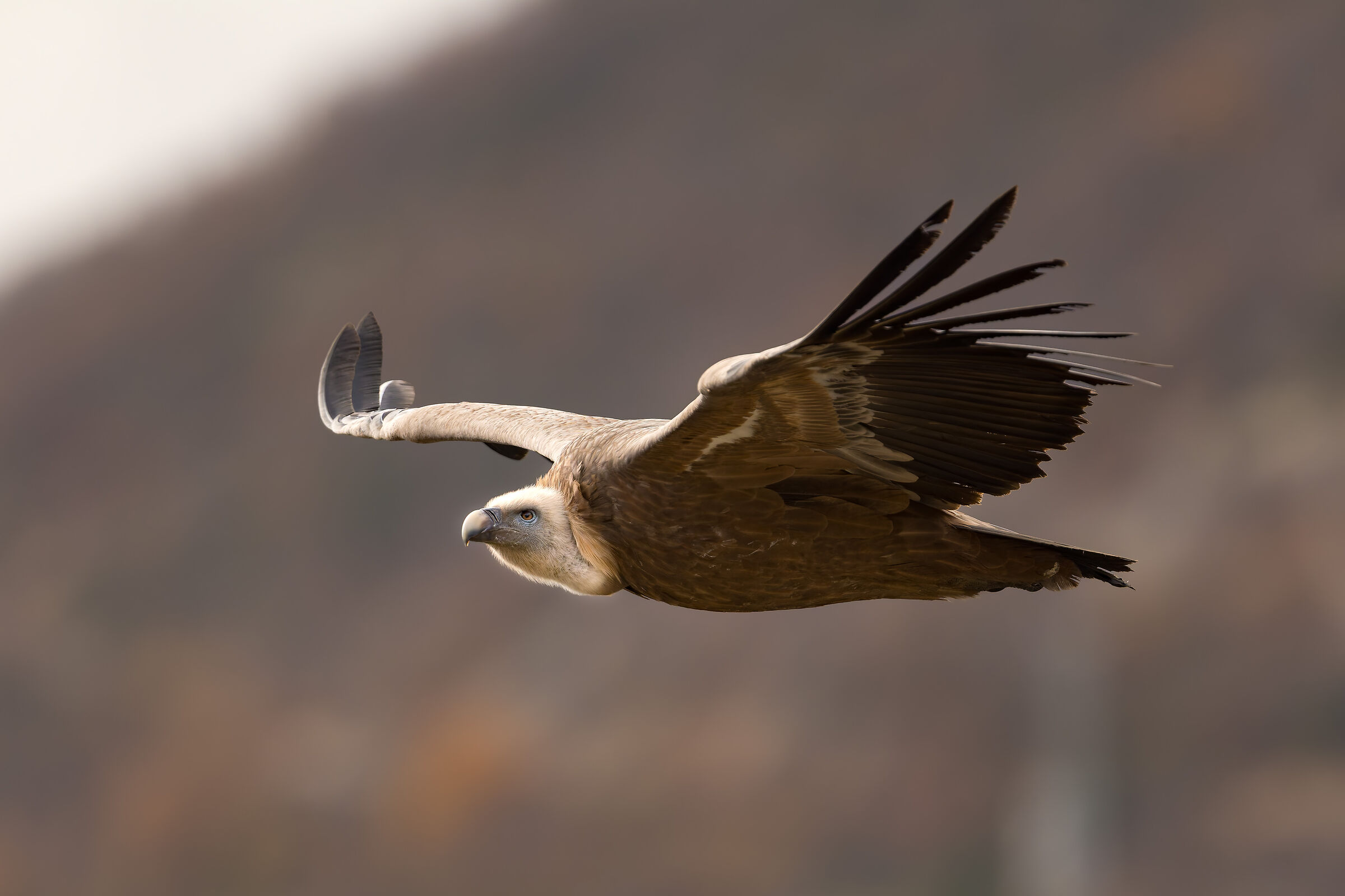 Griffin-Parc naturel régional des Baronnies Proven&cc...