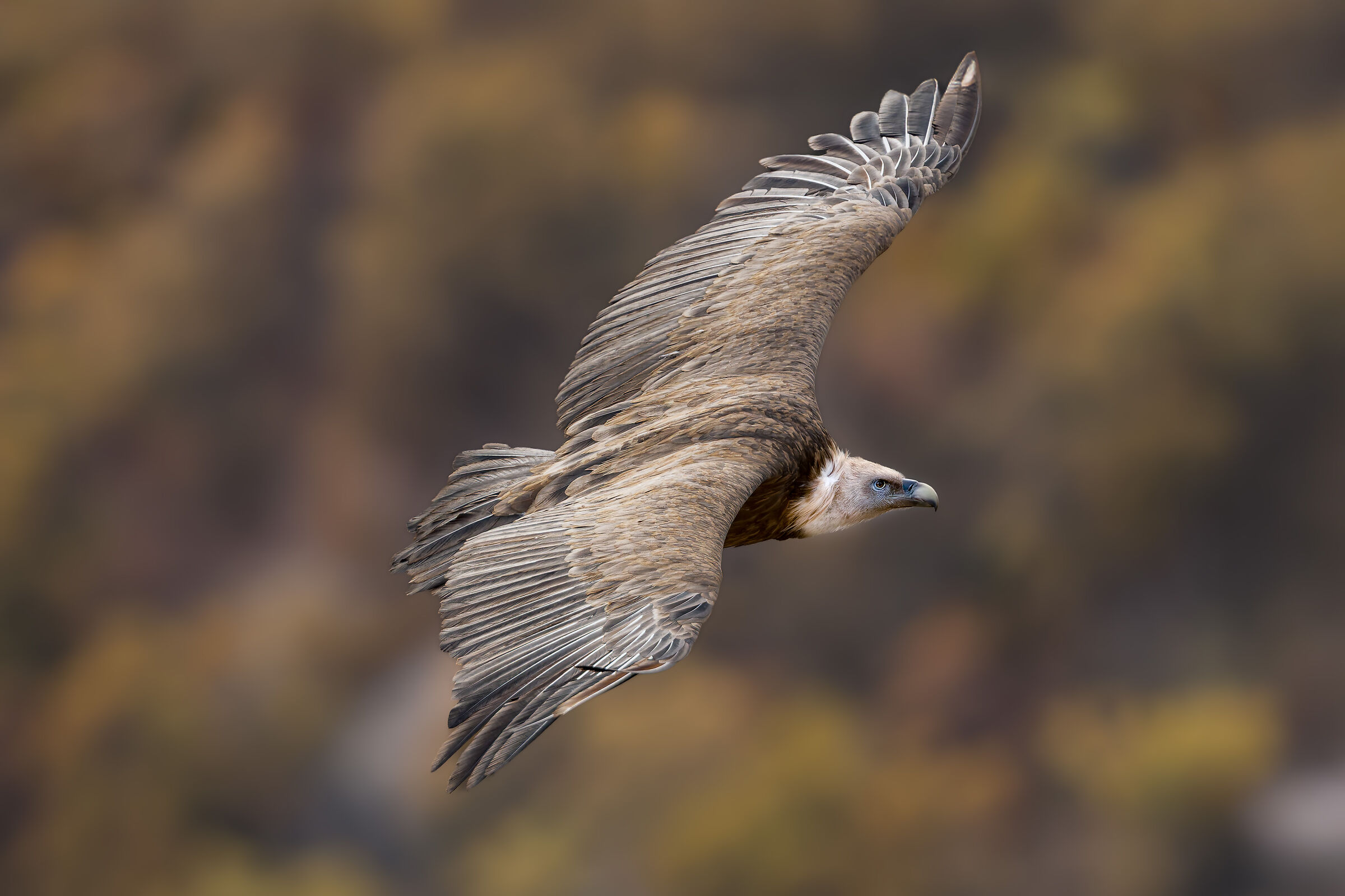 Griffin-Parc naturel régional des Baronnies Proven&cc...