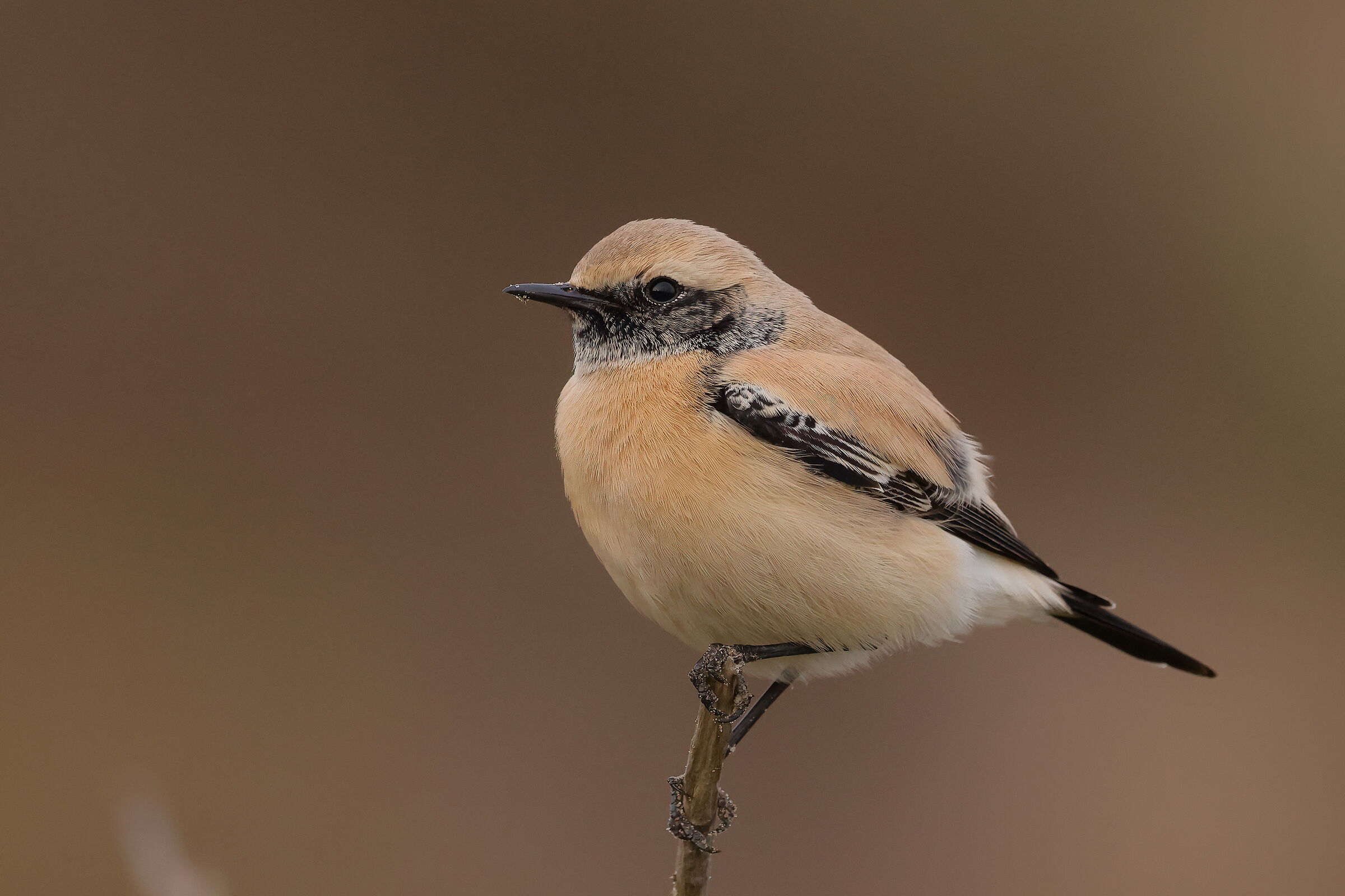 Desert wheatear