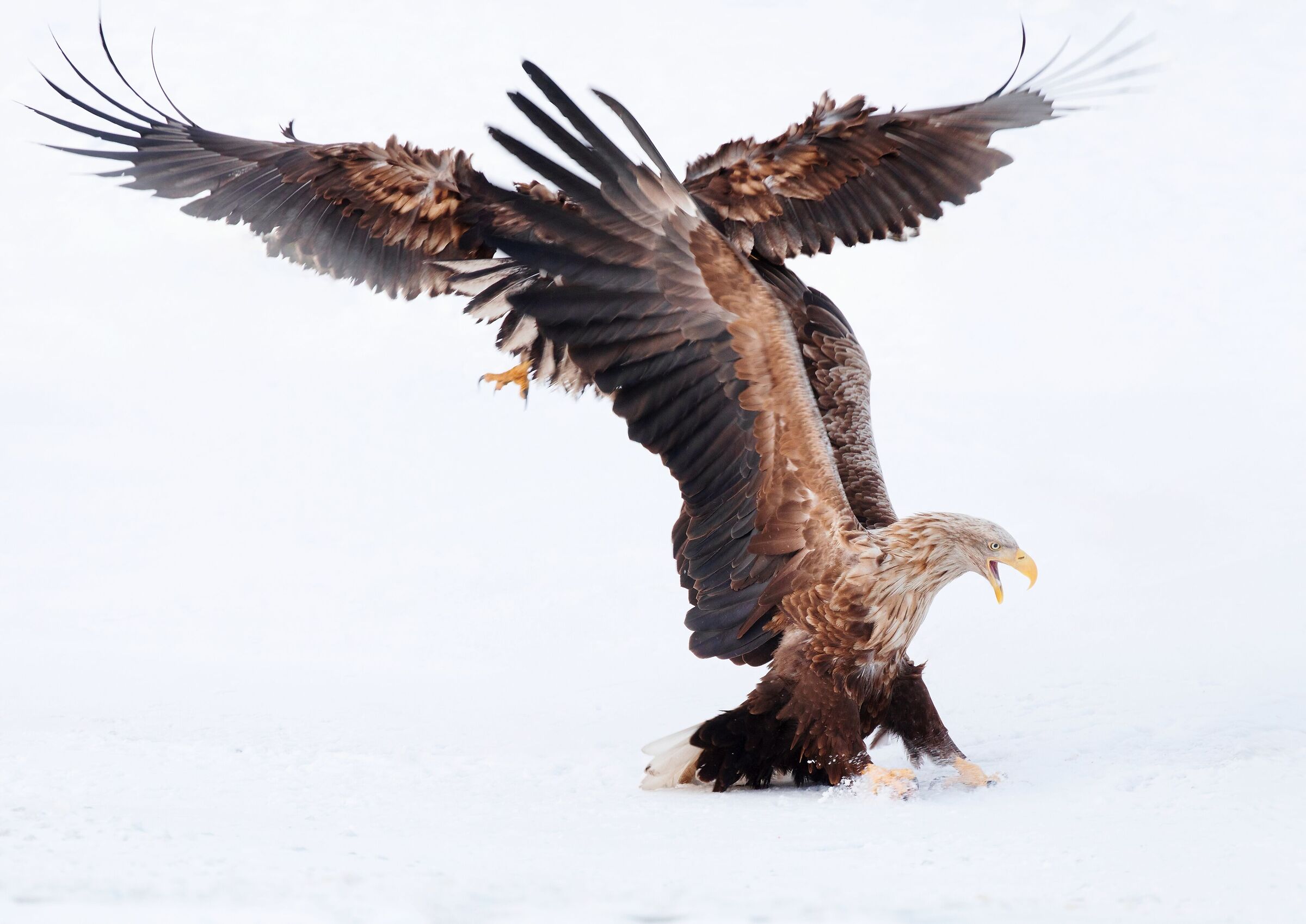 Haliaeetus albicilla