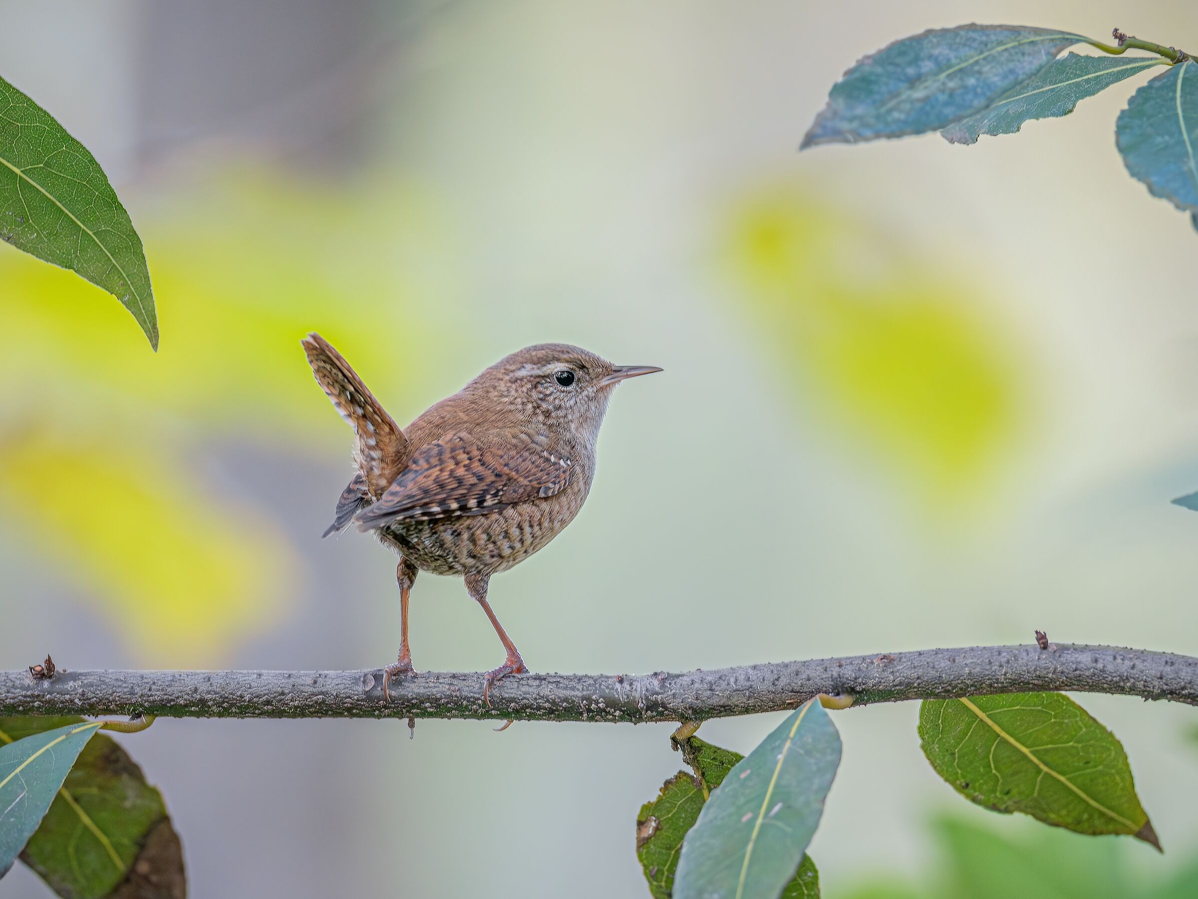 Troglodytes troglodytes