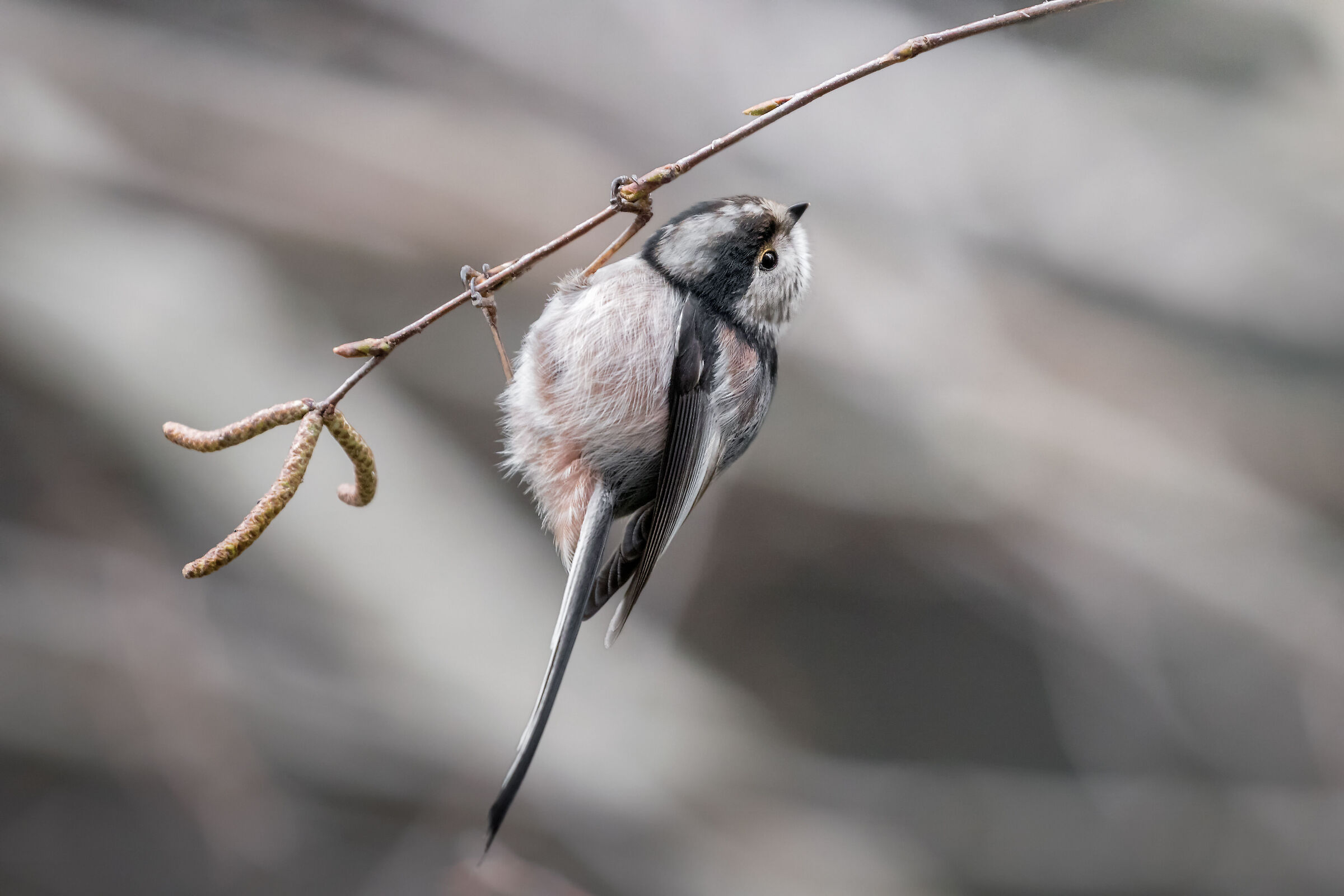 Aegithalos caudatus