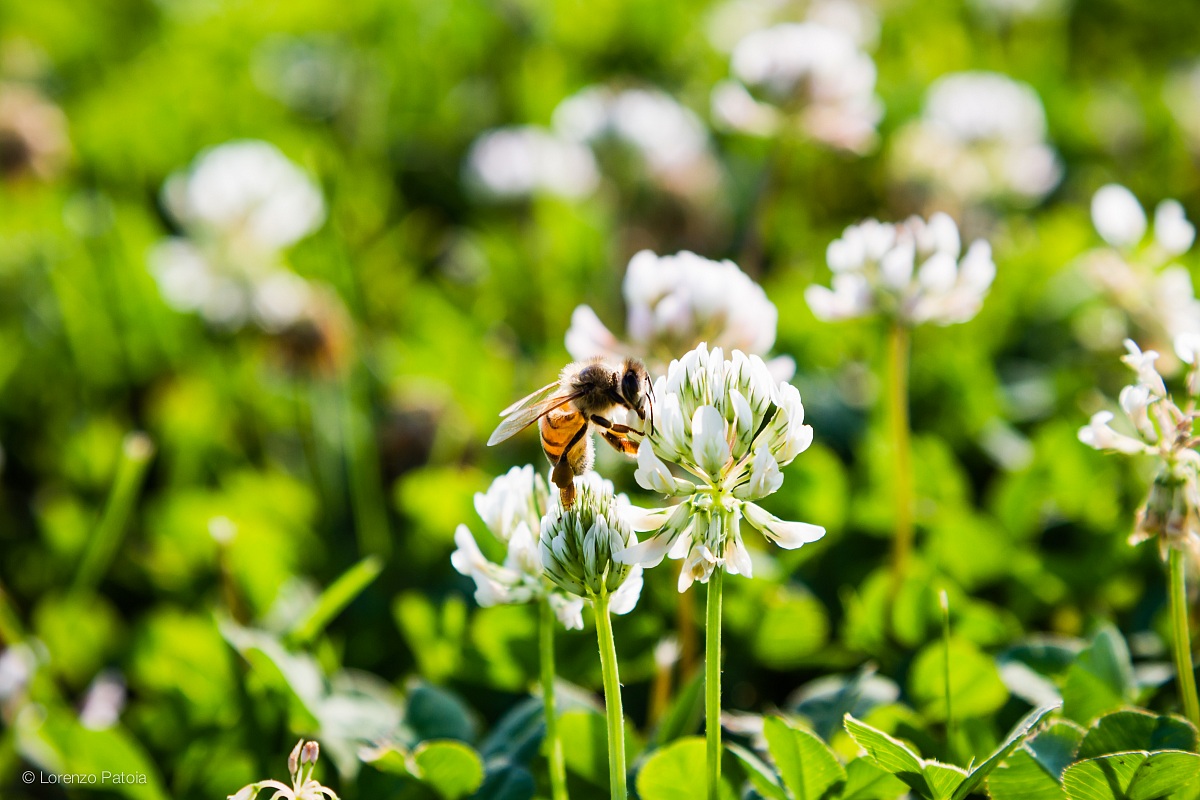 First attempts at macro