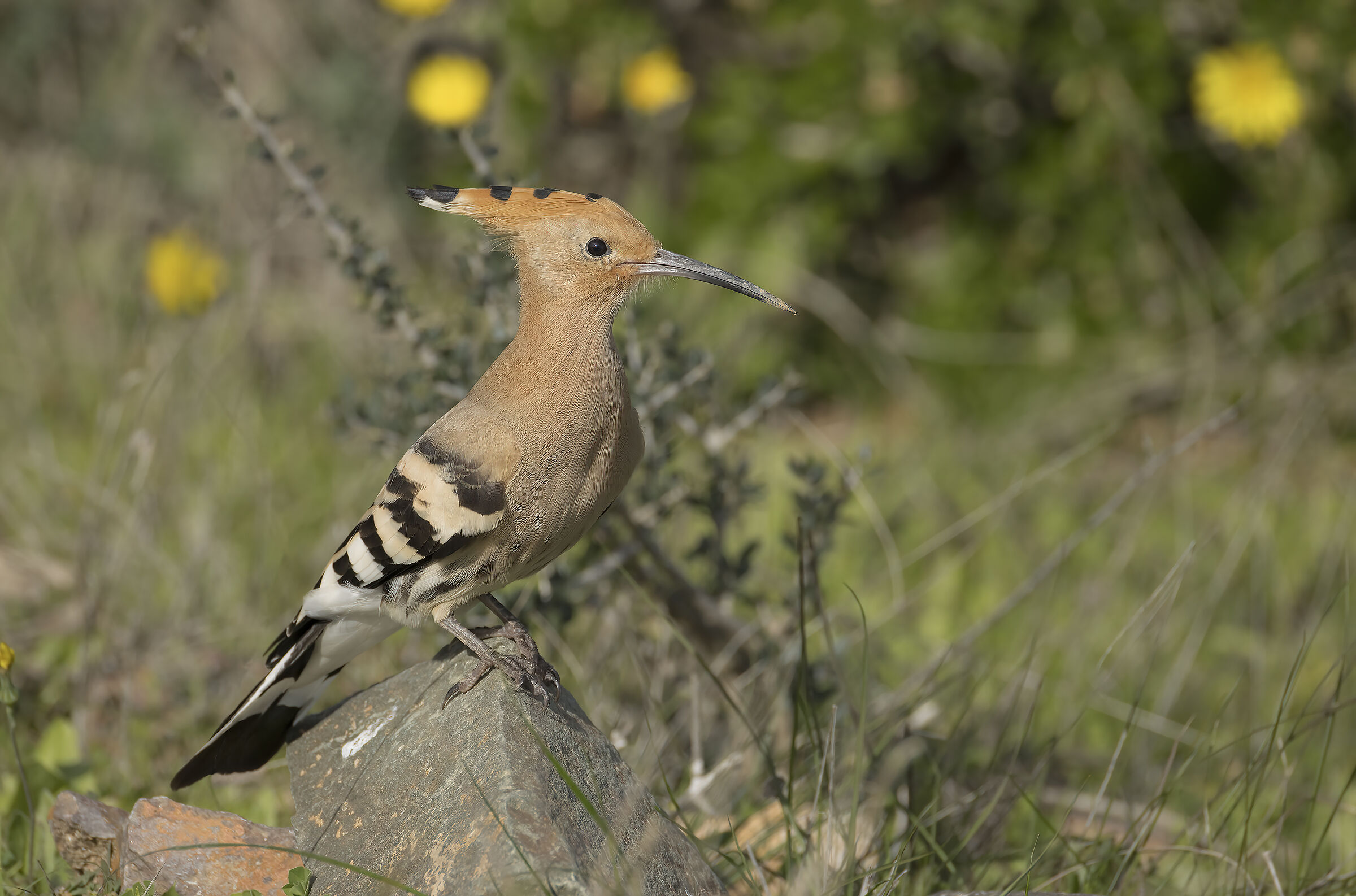 Hoopoe (Upupa Epops)