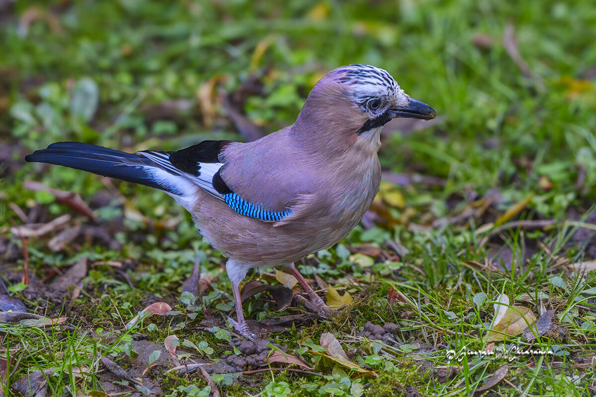 Ghiandaia Ogni tanto si fa vedere in giardino.