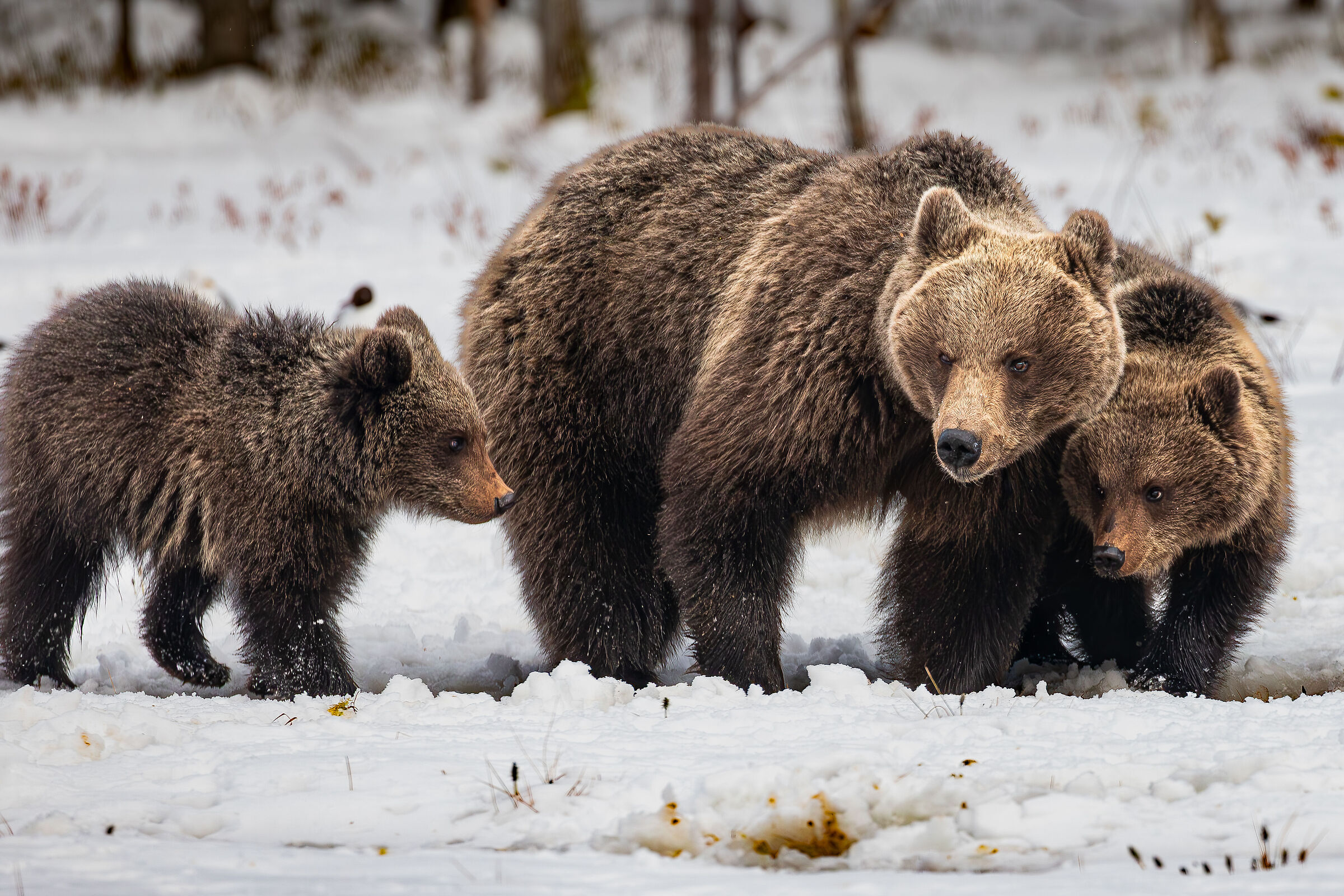 Mamma orsa e i suoi piccoli