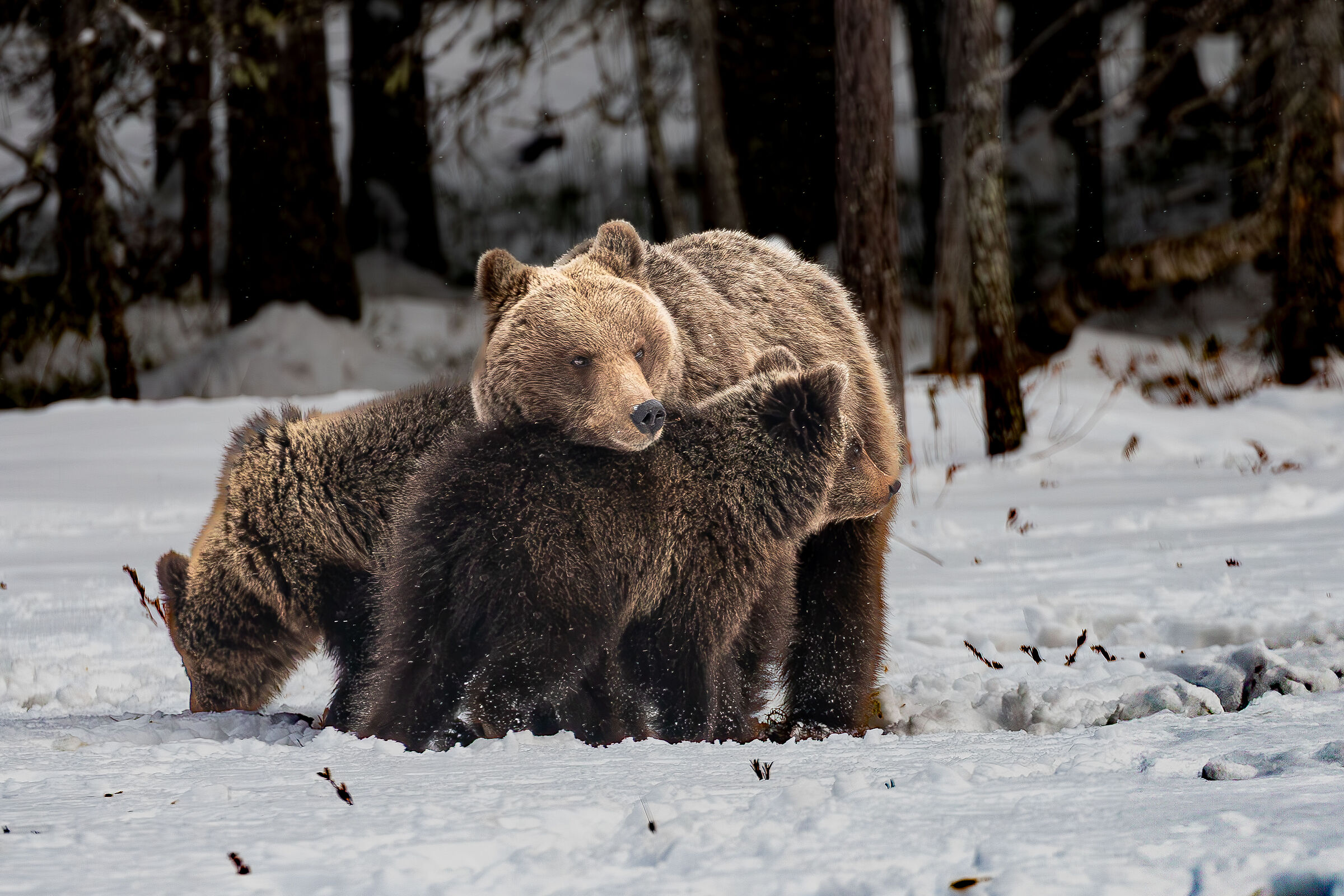 Mamma orsa e i suoi piccoli