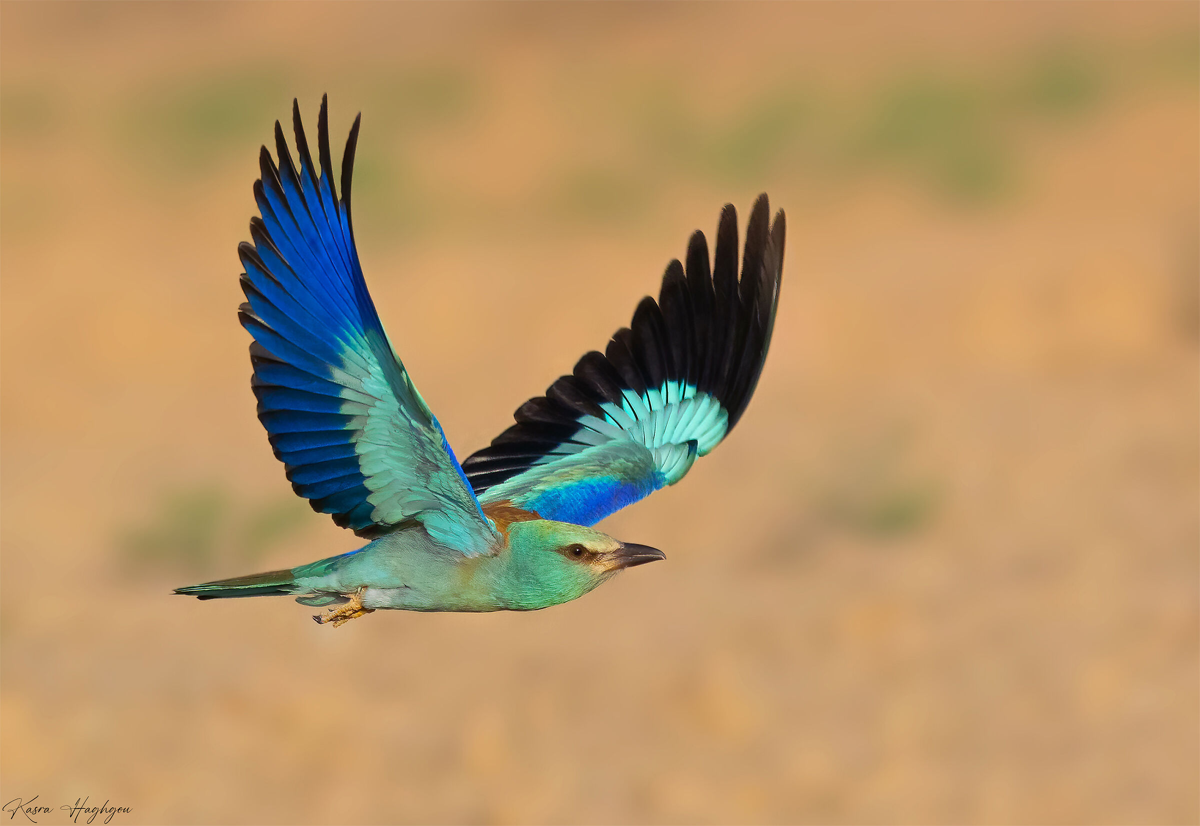European roller