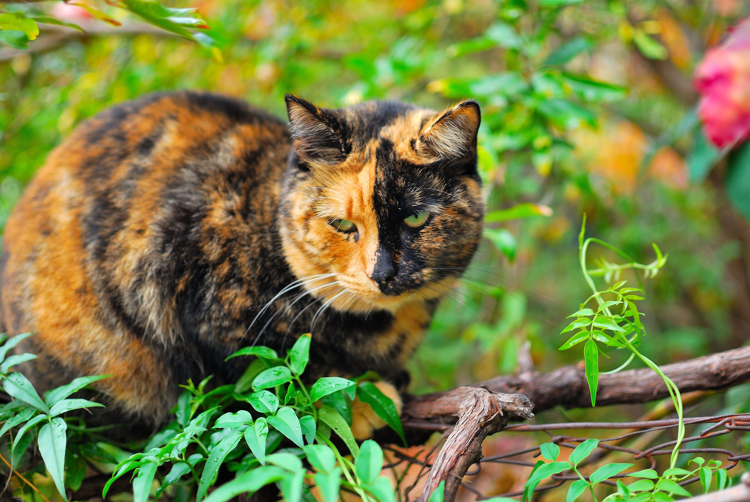tortoiseshell cat strong character unique among cats
