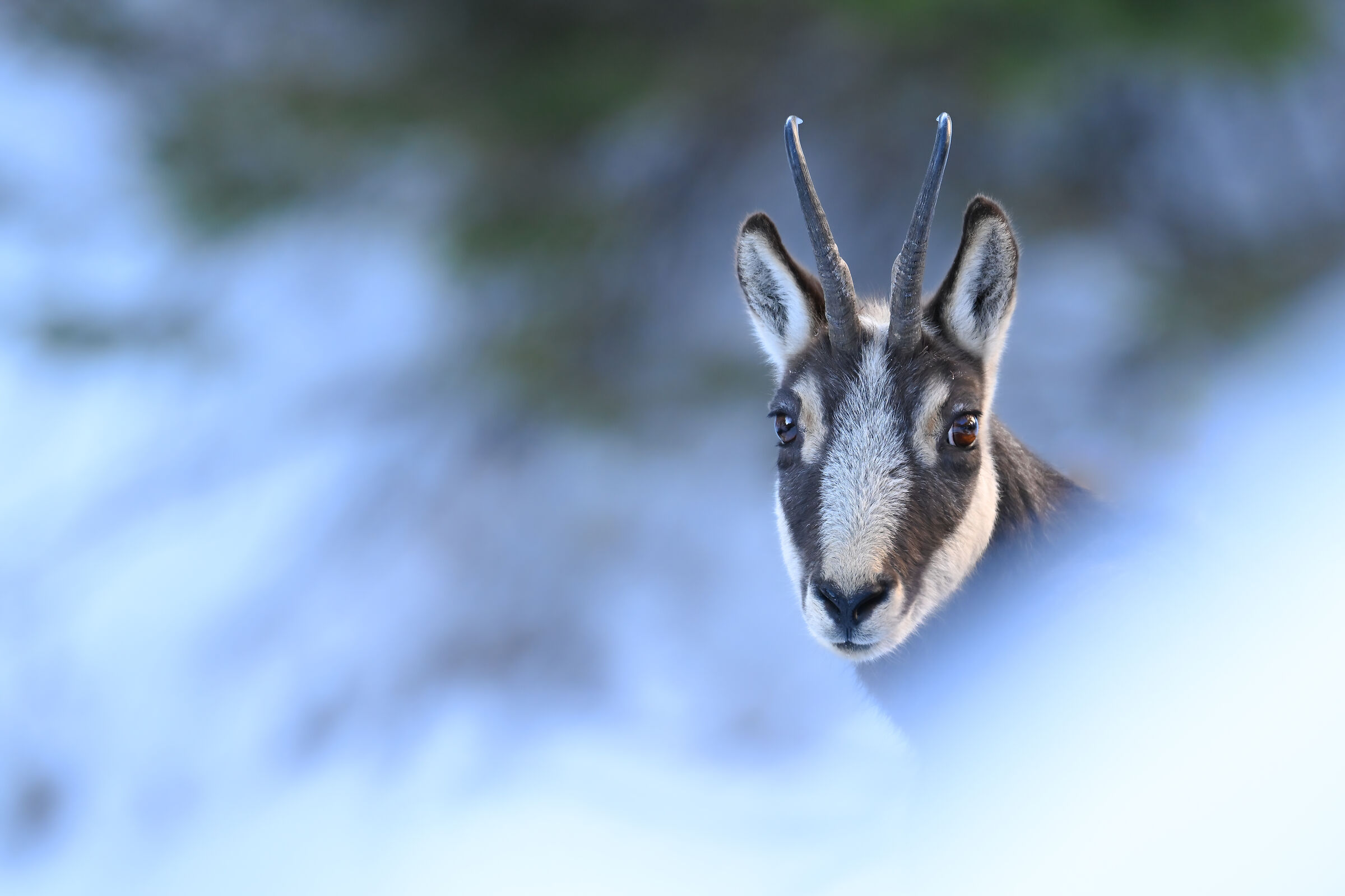 Chamois in the snow