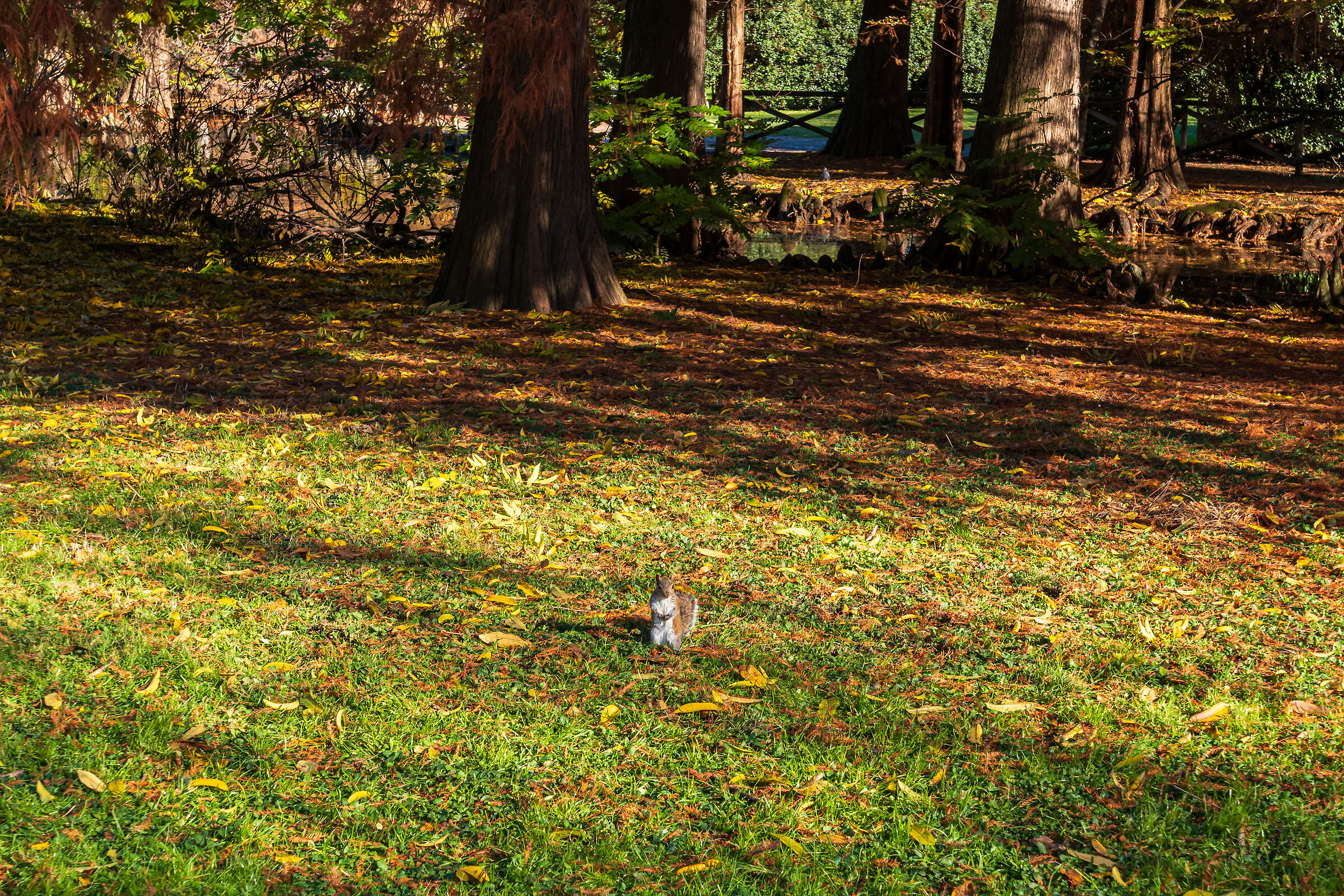 Scoiattotolo milanese