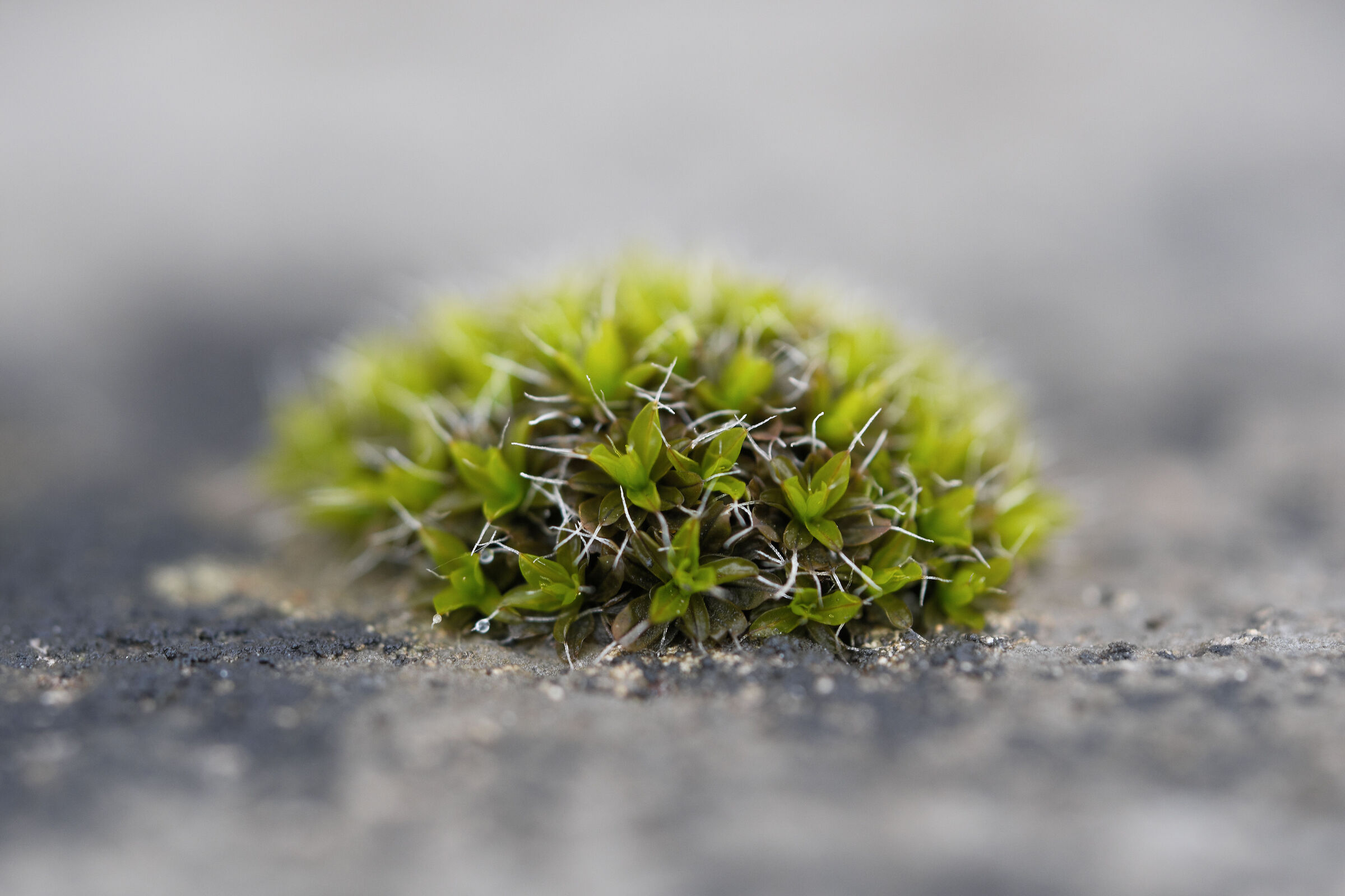 Uncentimetroemezzo di muschio