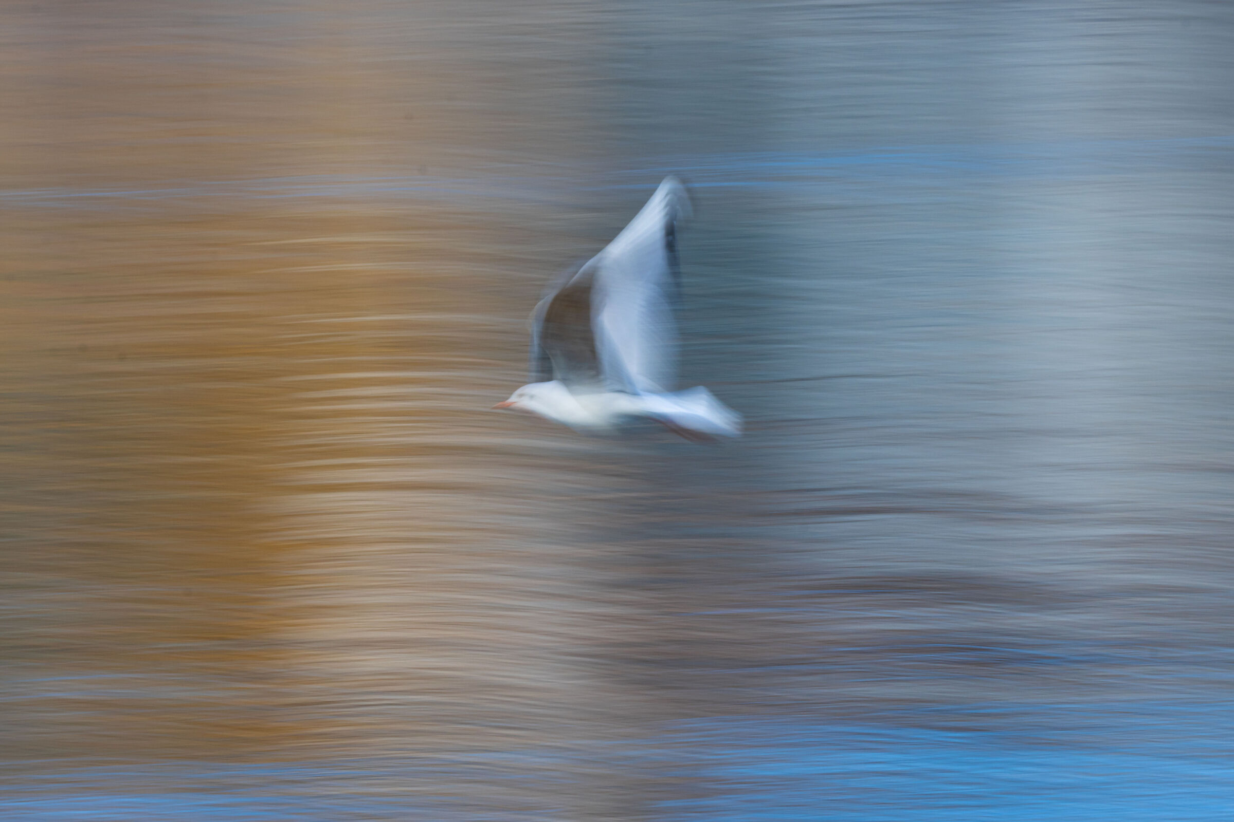 Wings in motion