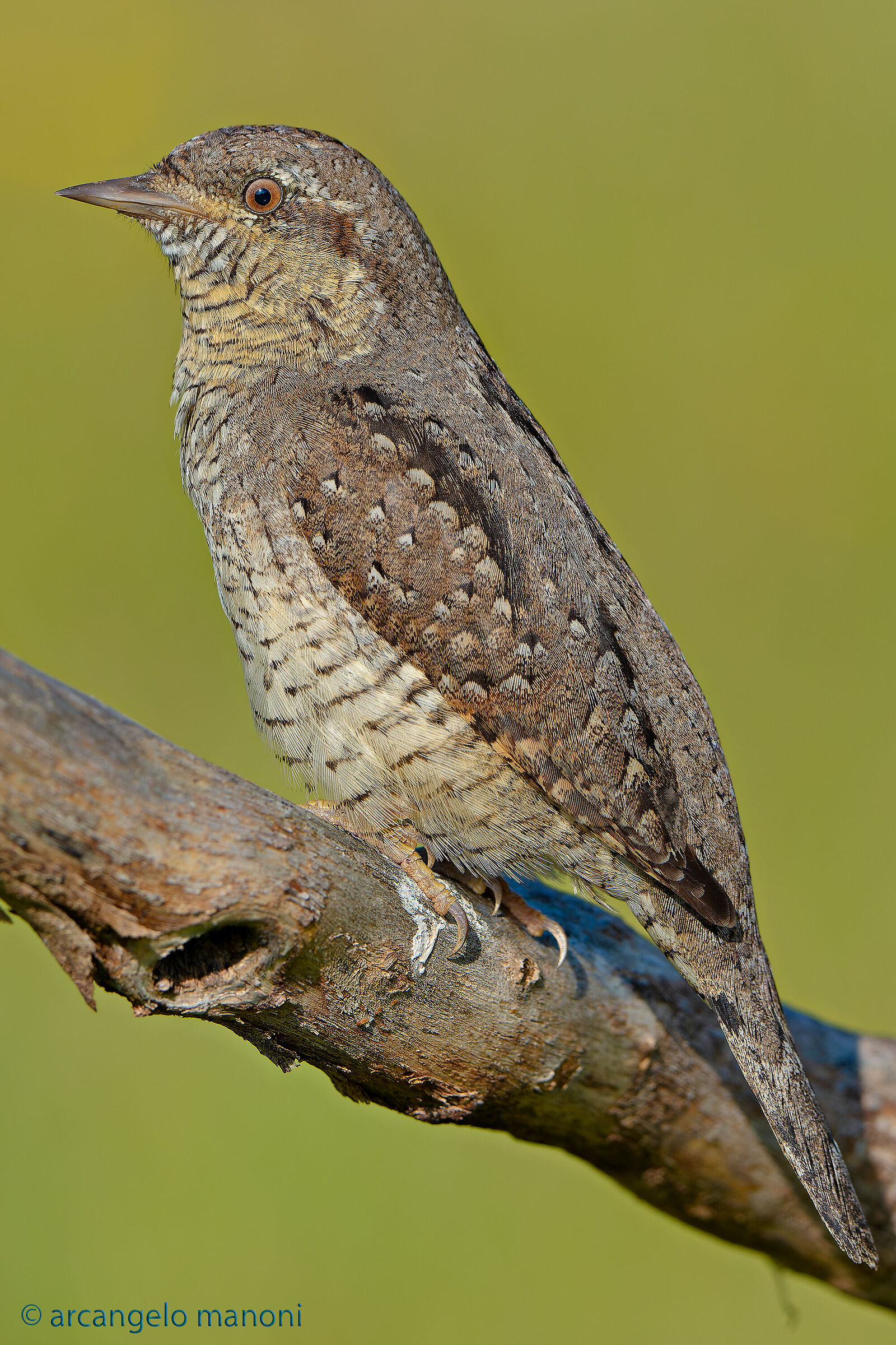 Ritratto al torcicollo
