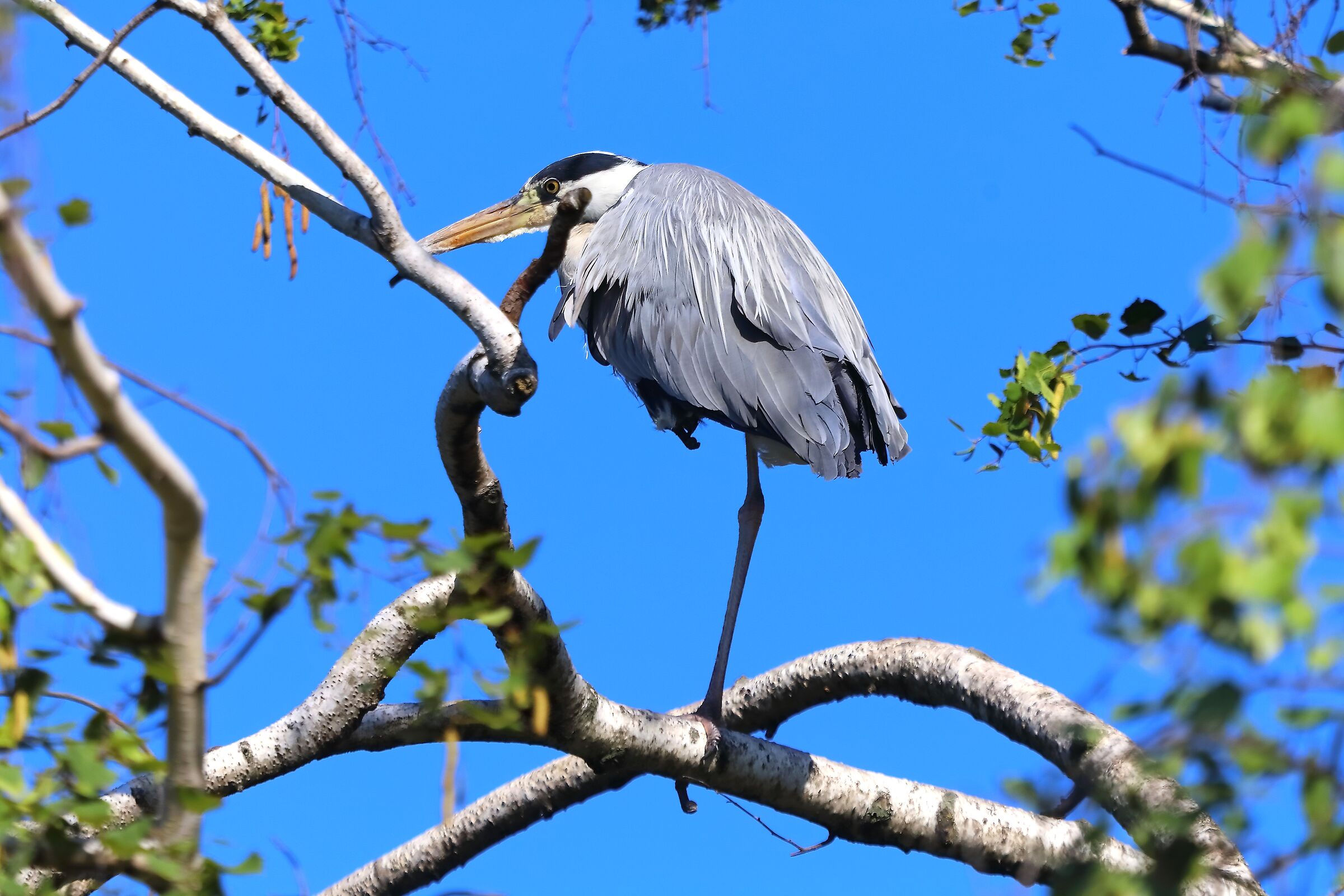 Cenerino 10 luglio 2025 - 0188