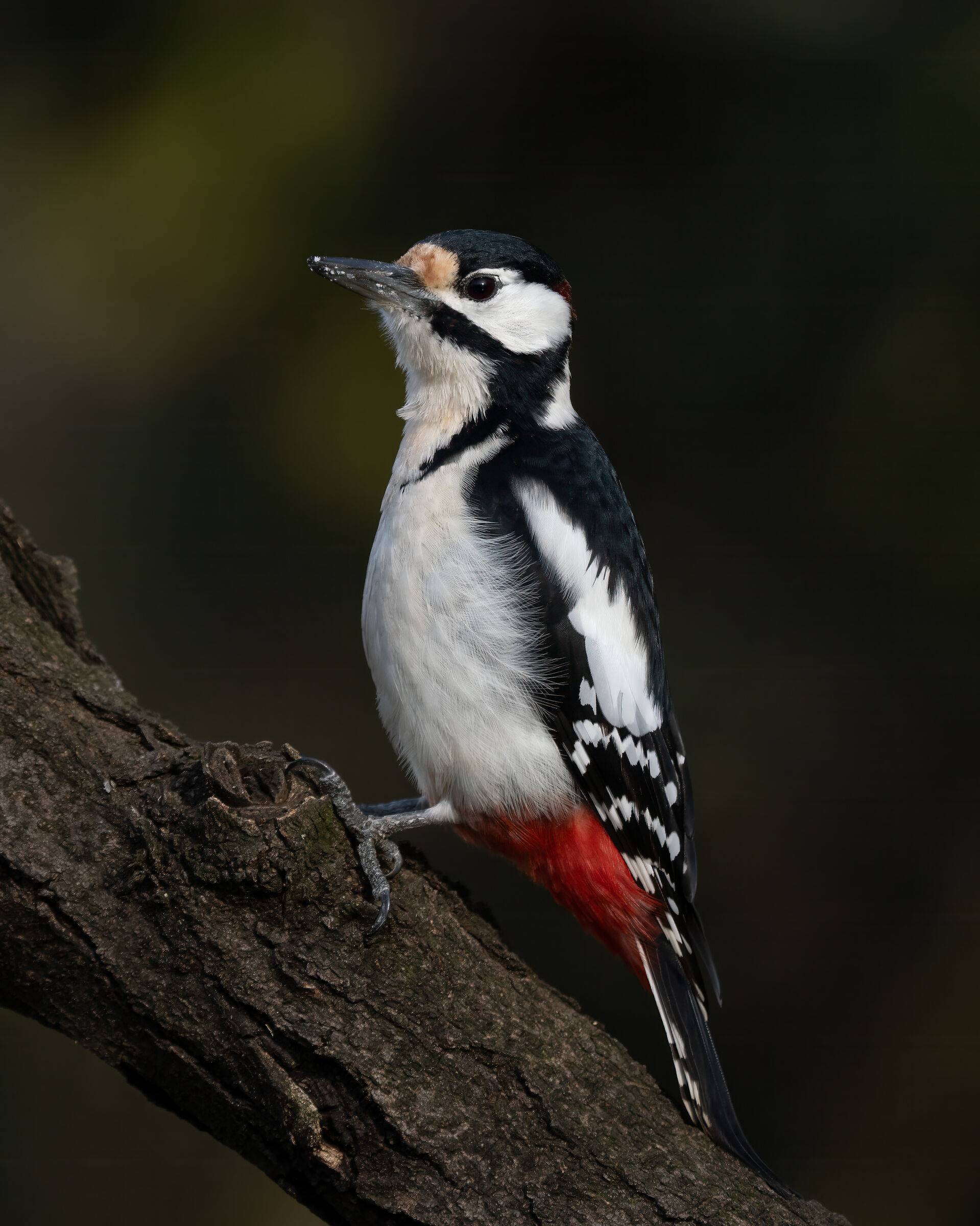 Great Spotted Woodpecker