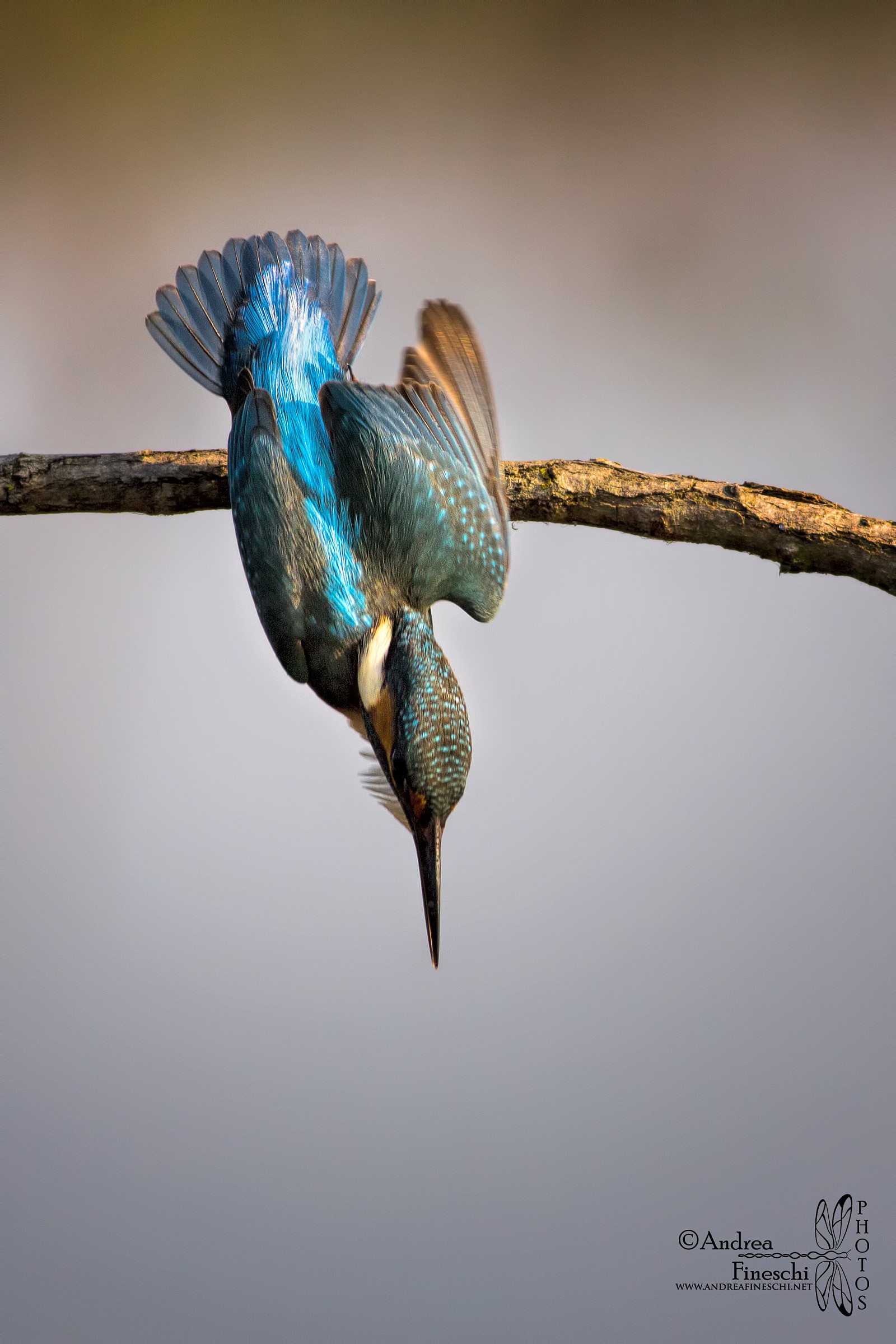 The dip of the fisherman