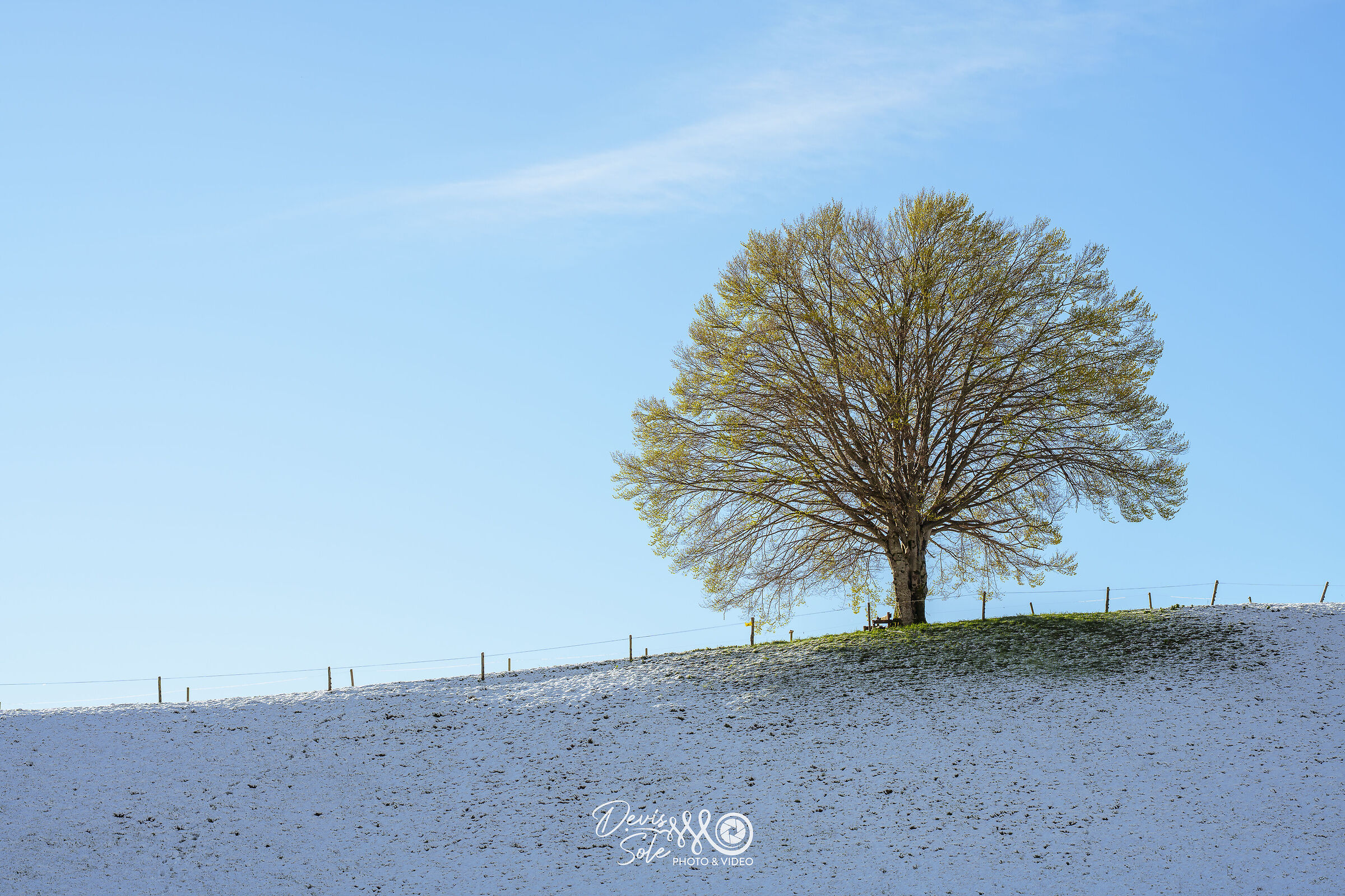 Pani snow