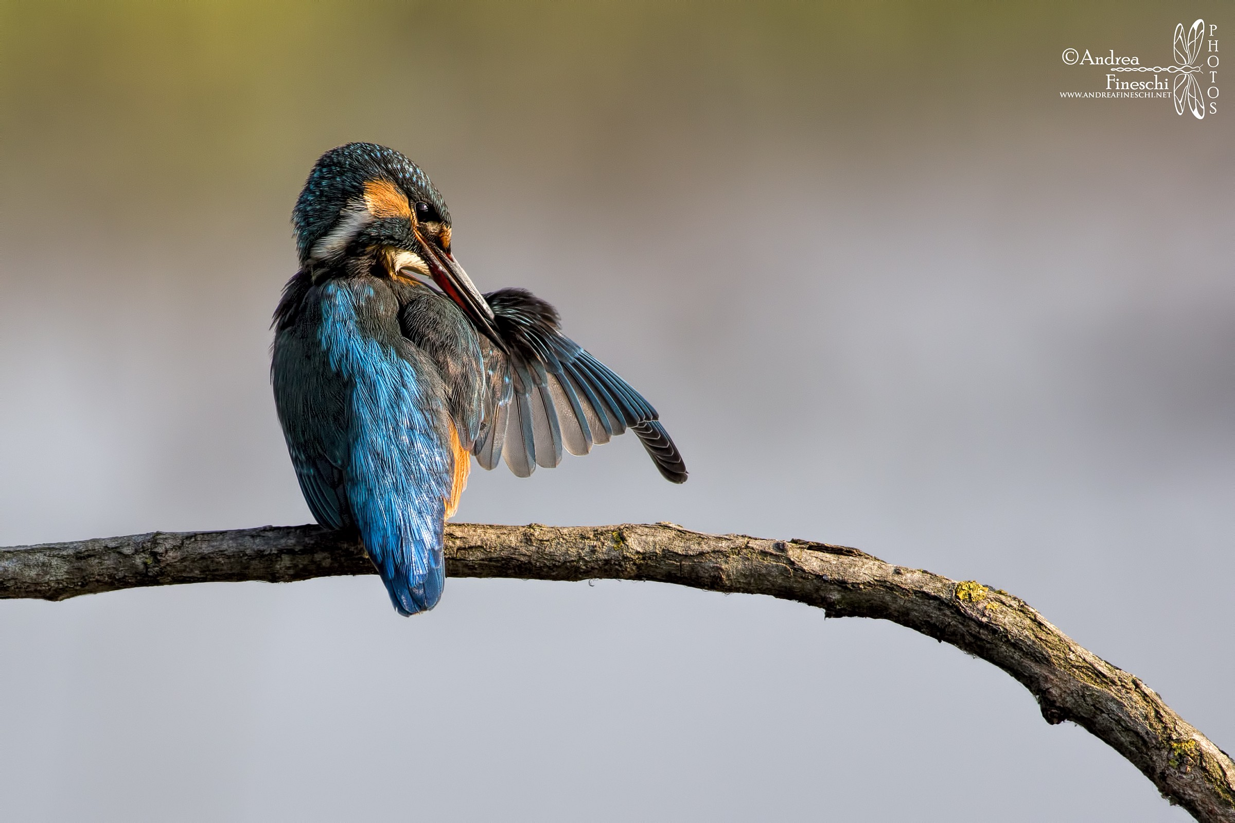 Rassetto del piumaggio