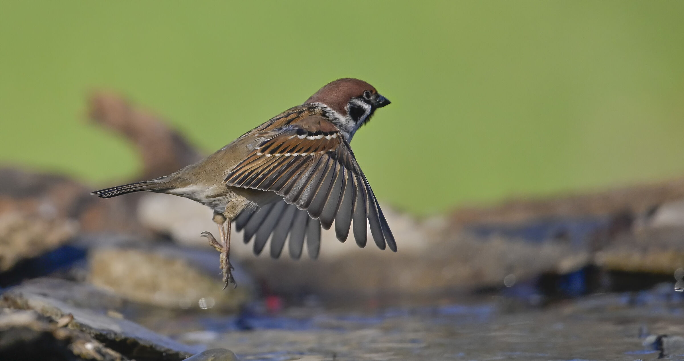 Sparrow Attugia