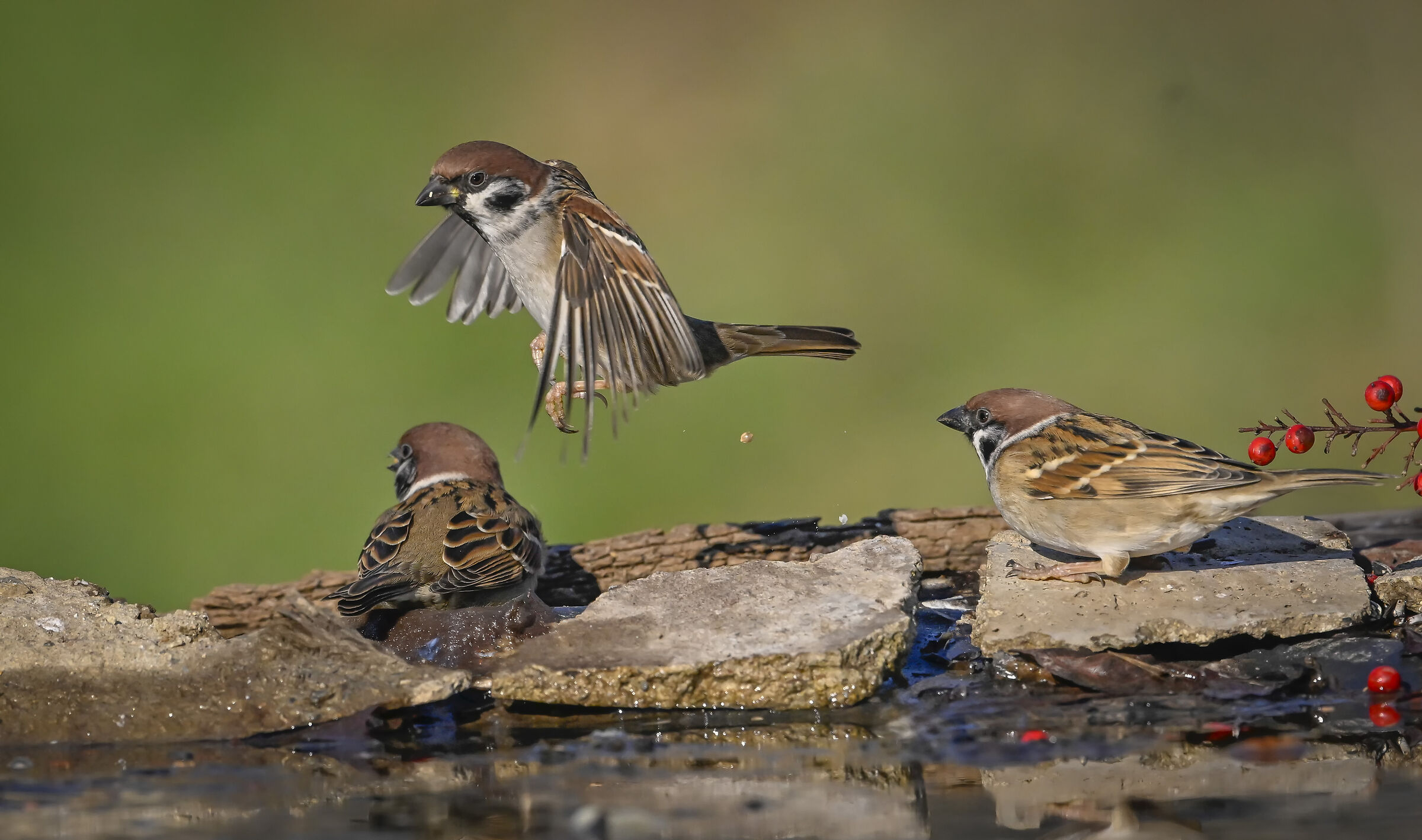 Sparrow Attugia