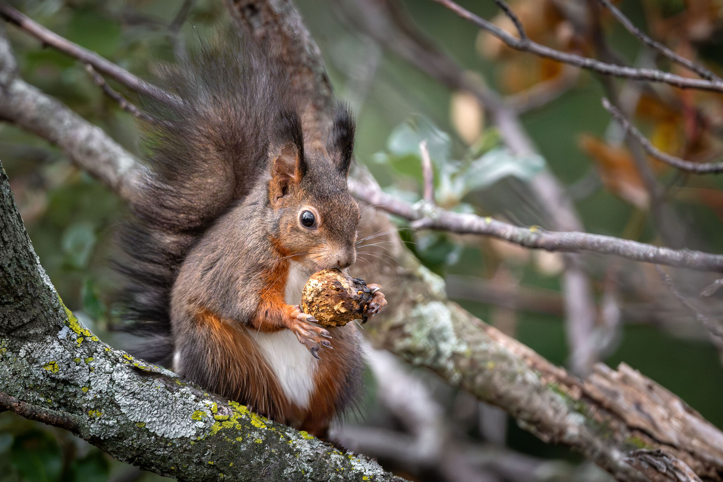 Squirrel on the Rock