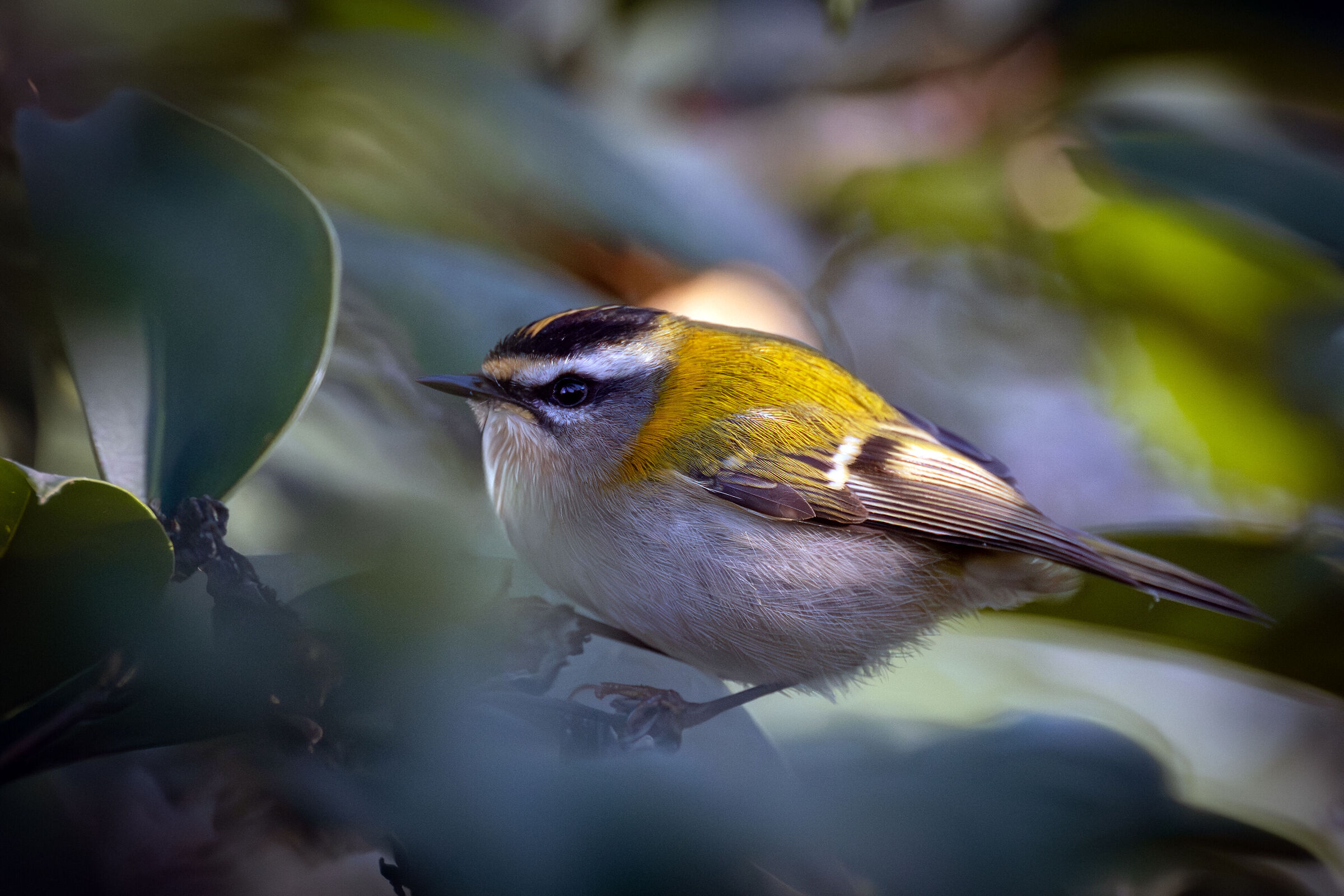 Firecrest