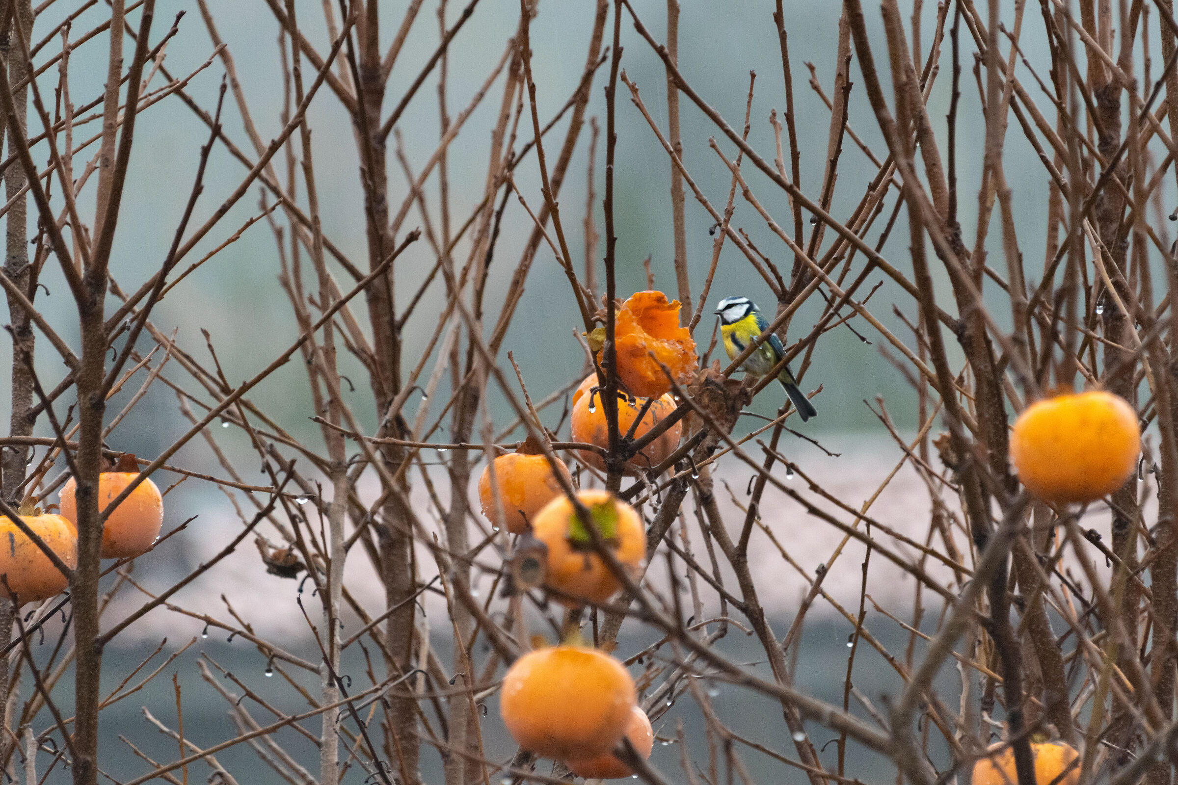 among persimmons