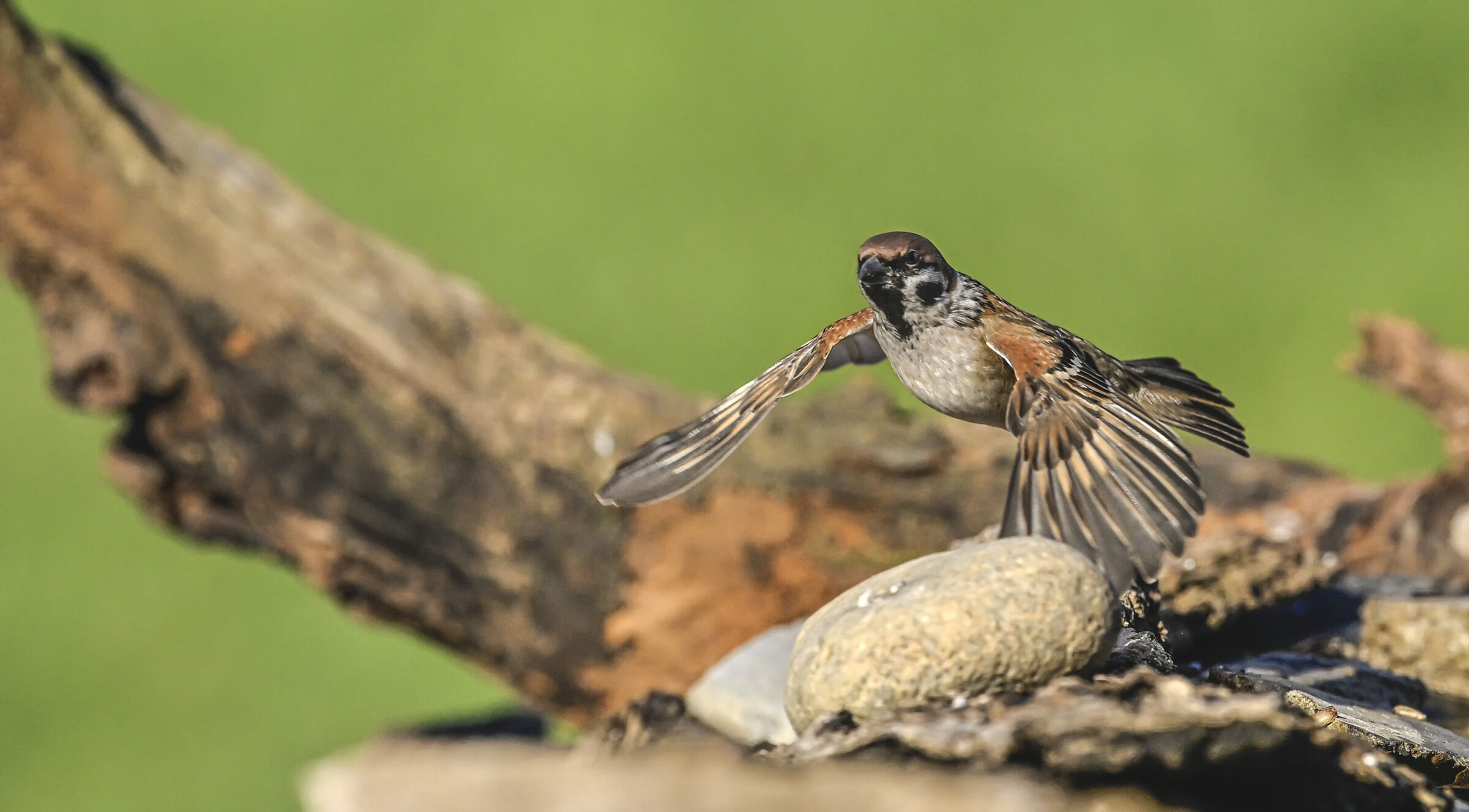Sparrow Attugia