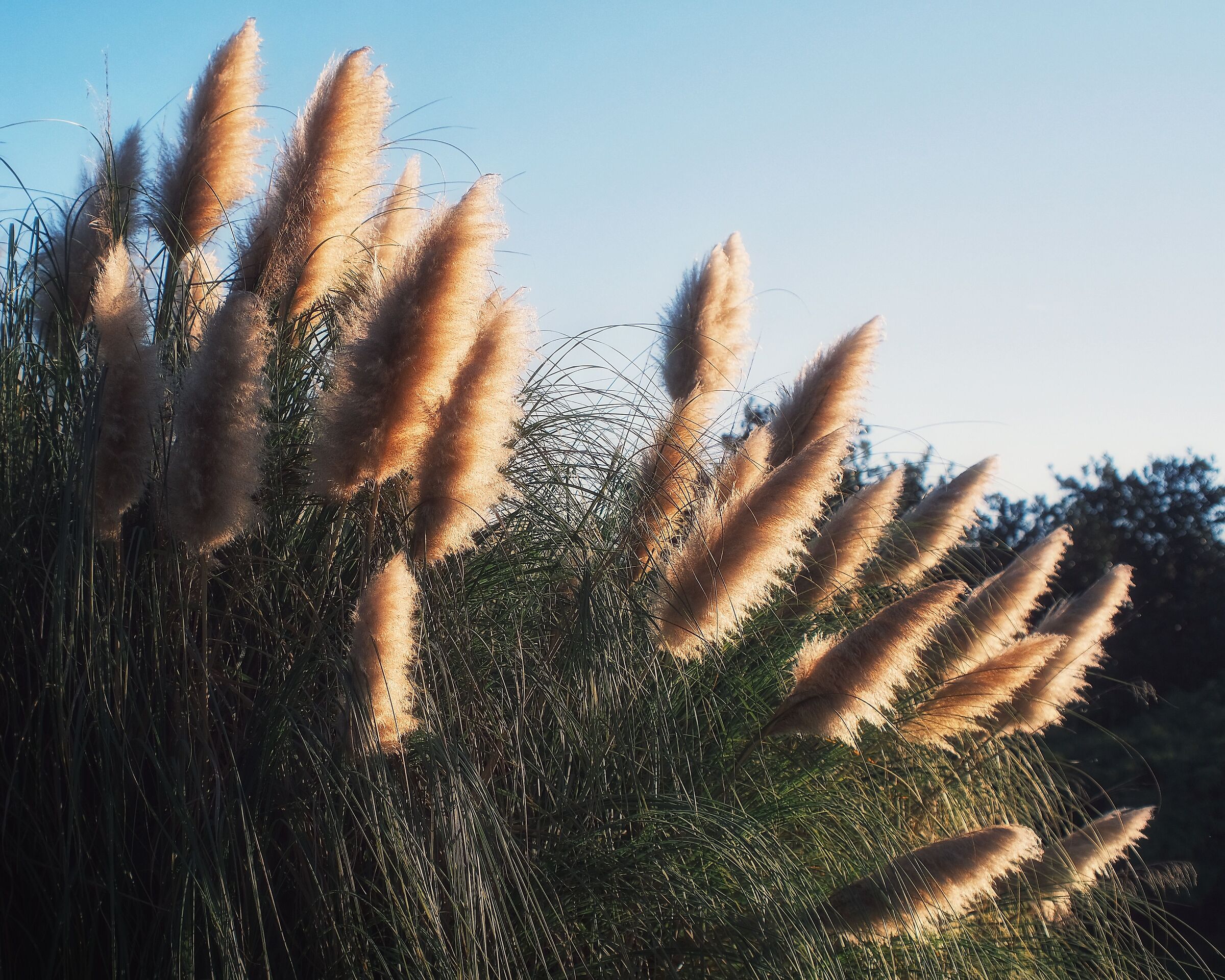 Good morning on the lake