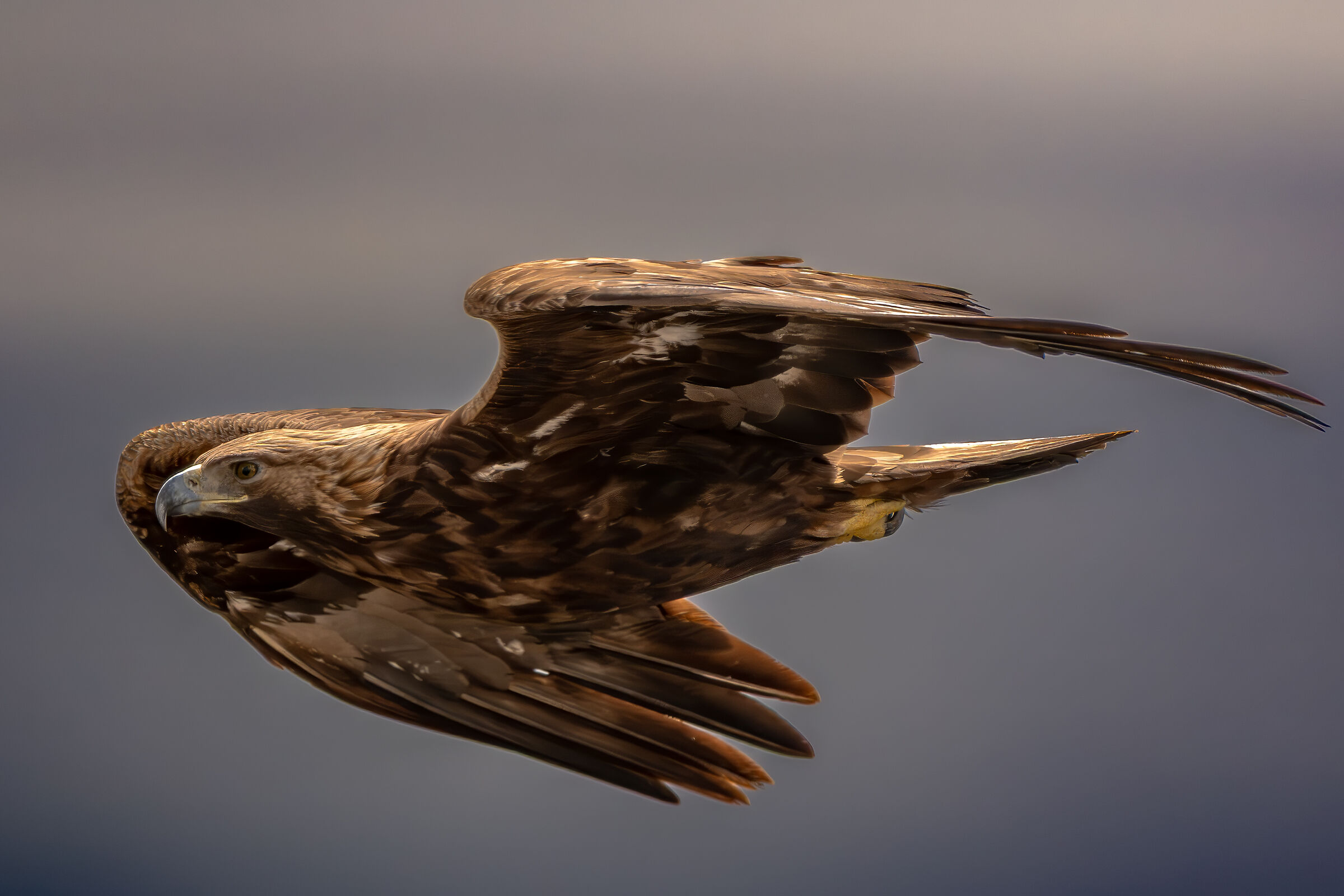 Eagle and thunderstorm