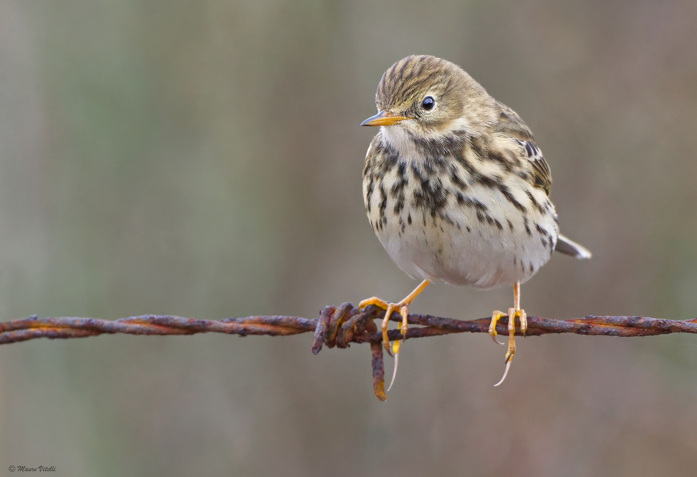 Pipit (Anthus pratensis)