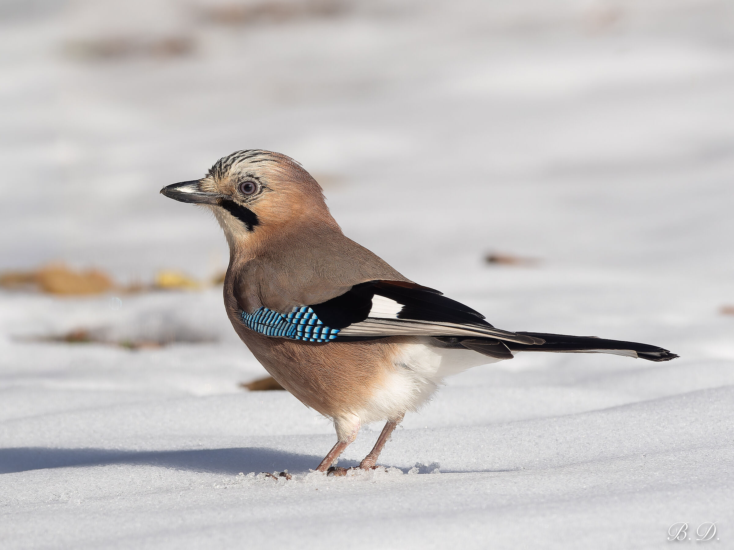 Garrulus glandarius