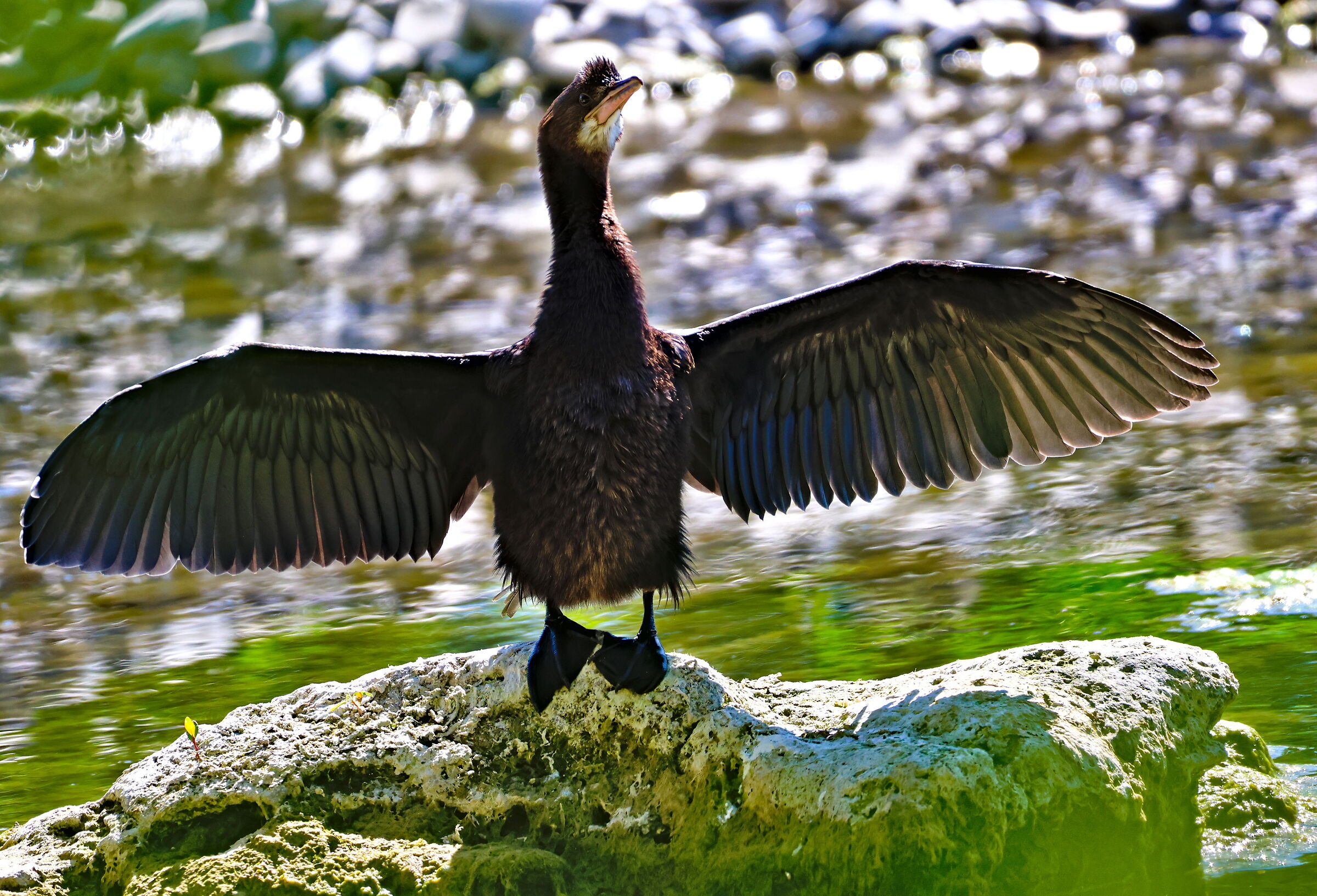 Cormorano