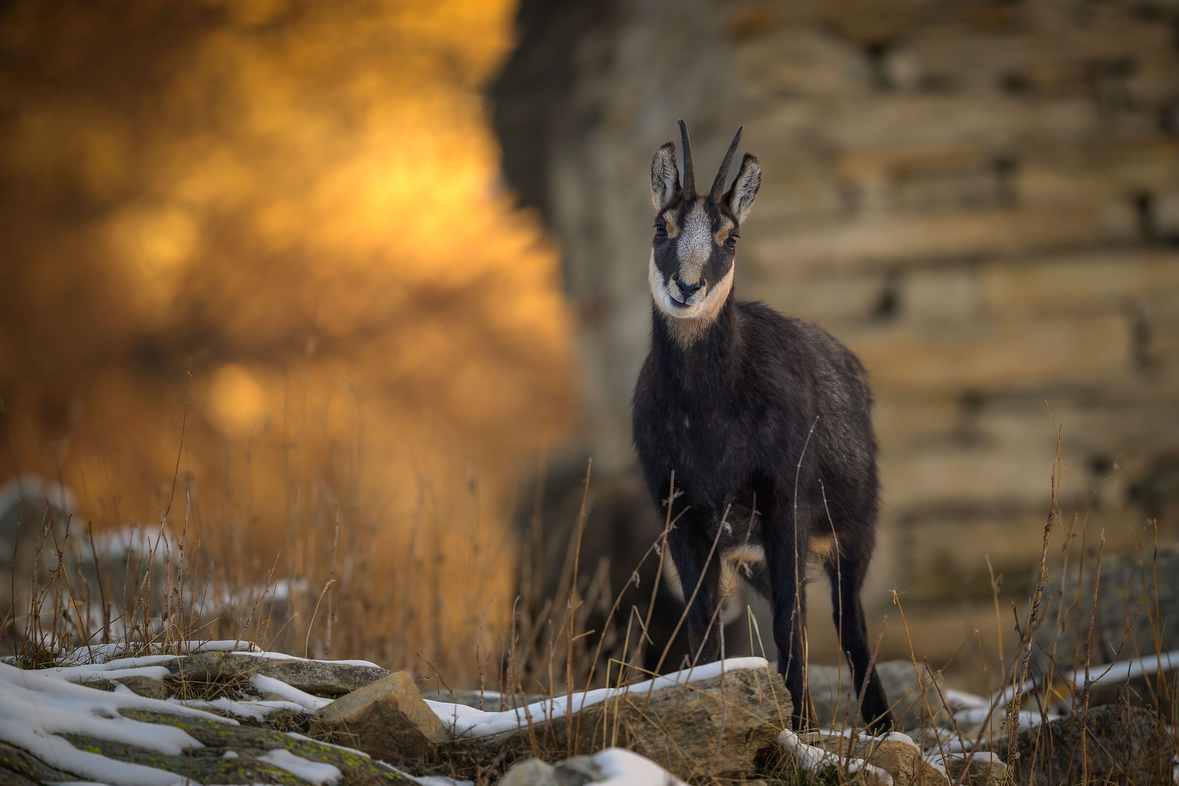 Parco Gran Paradiso