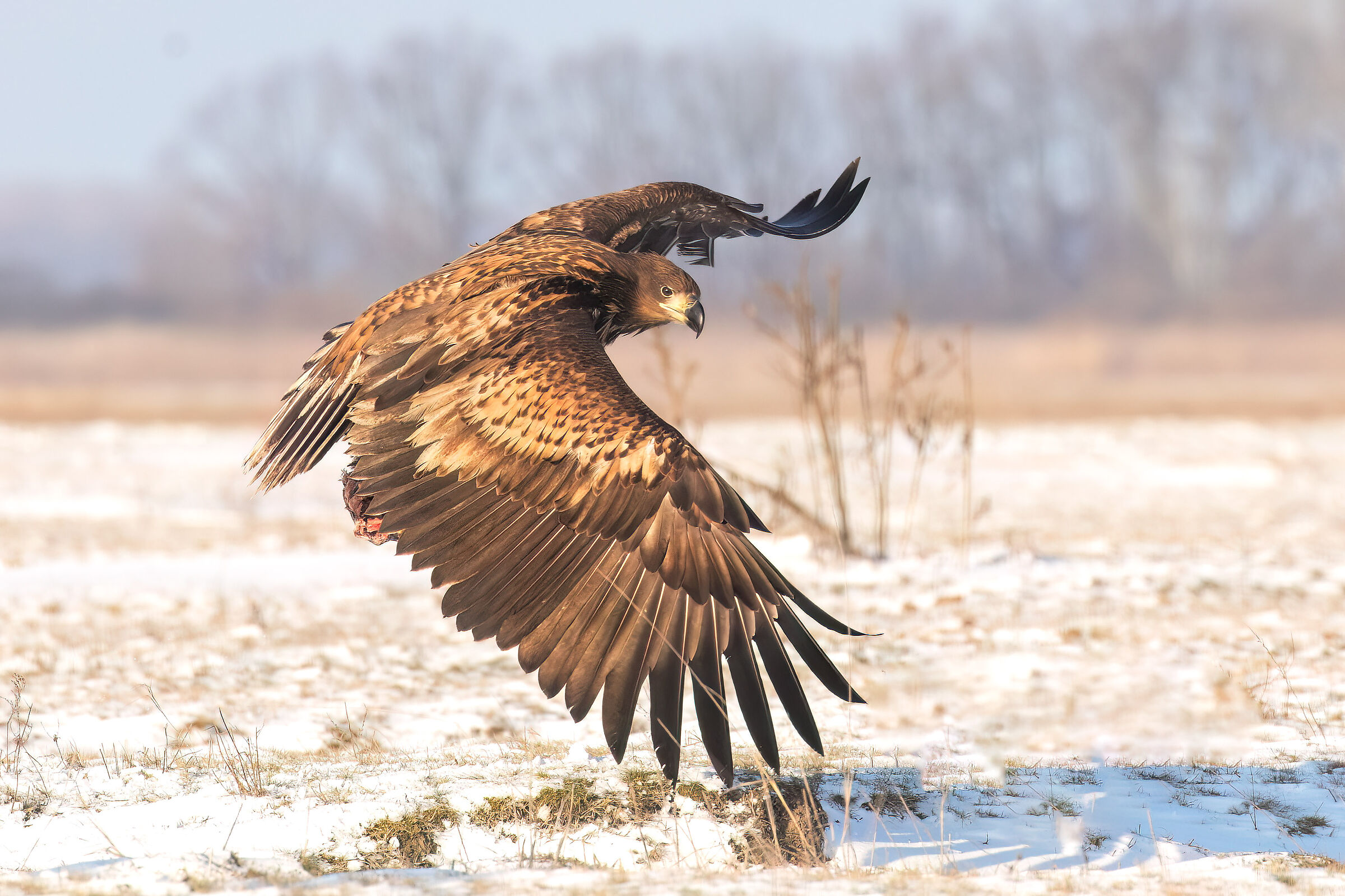White-tailed sea eagle...
