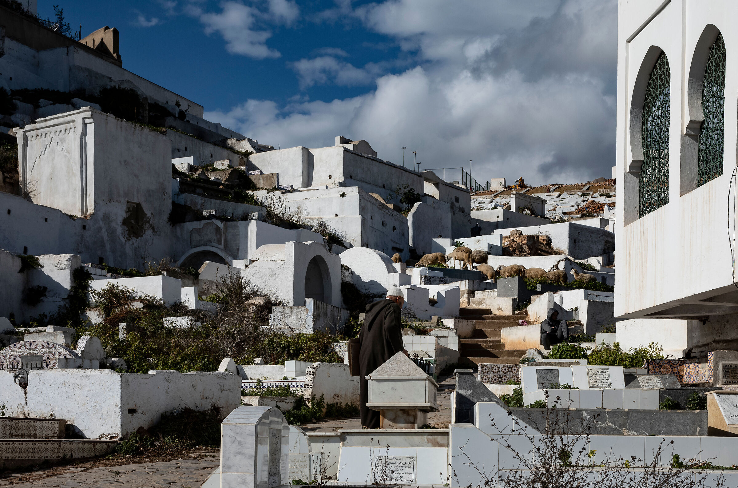 Pecore in cimitero