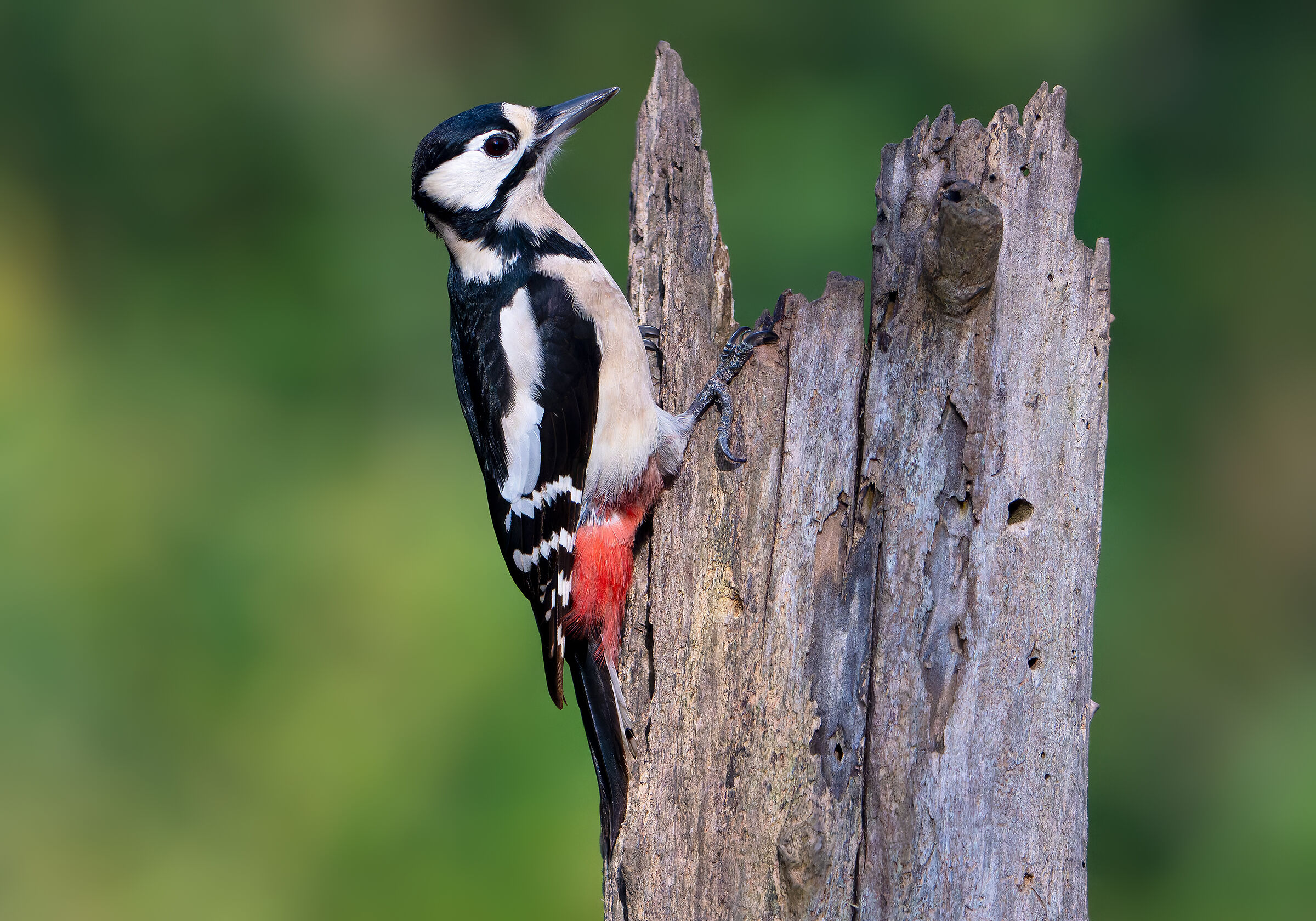 Great Spotted Woodpecker